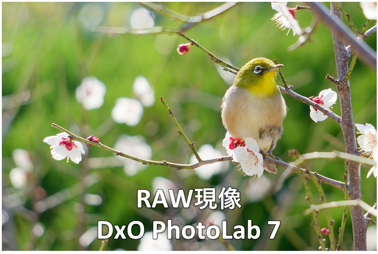 メジロの写真（トリミング後）