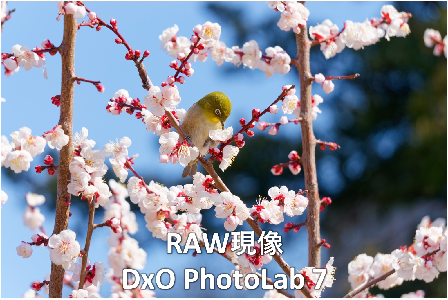 メジロの写真２（トリミング後）