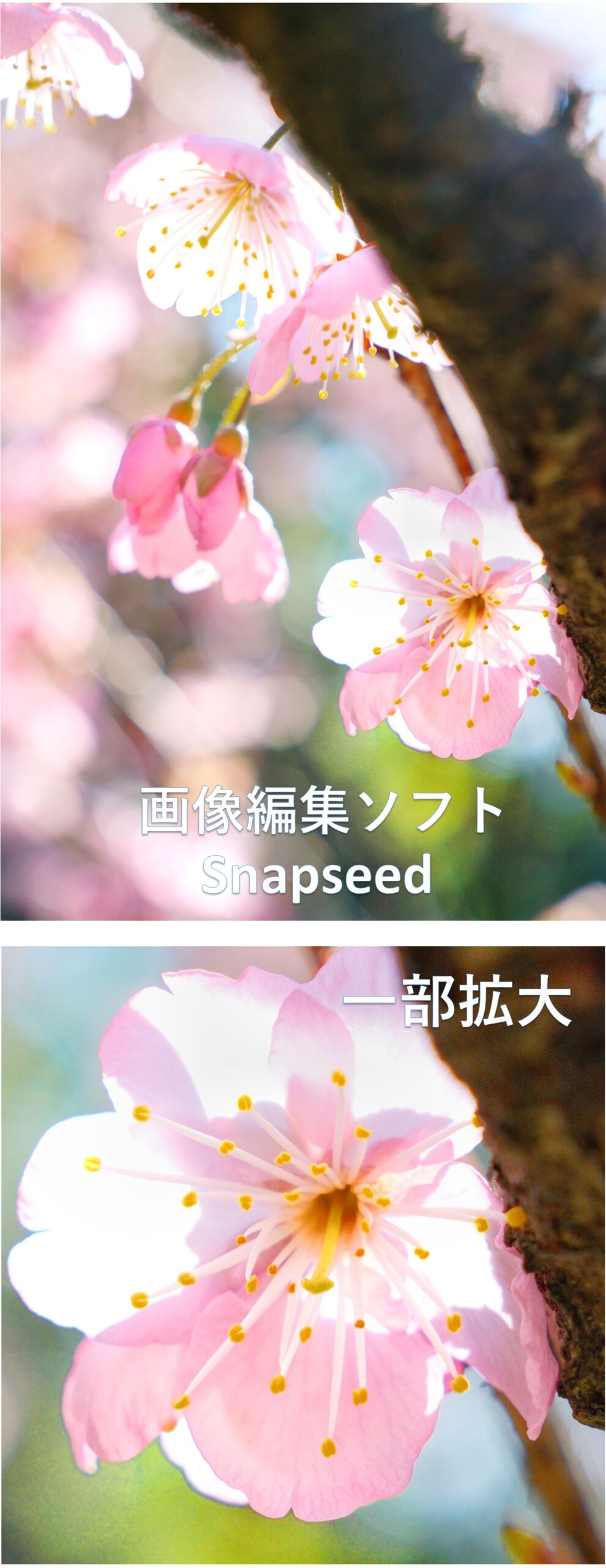 画像編集ソフト（Snapseed）