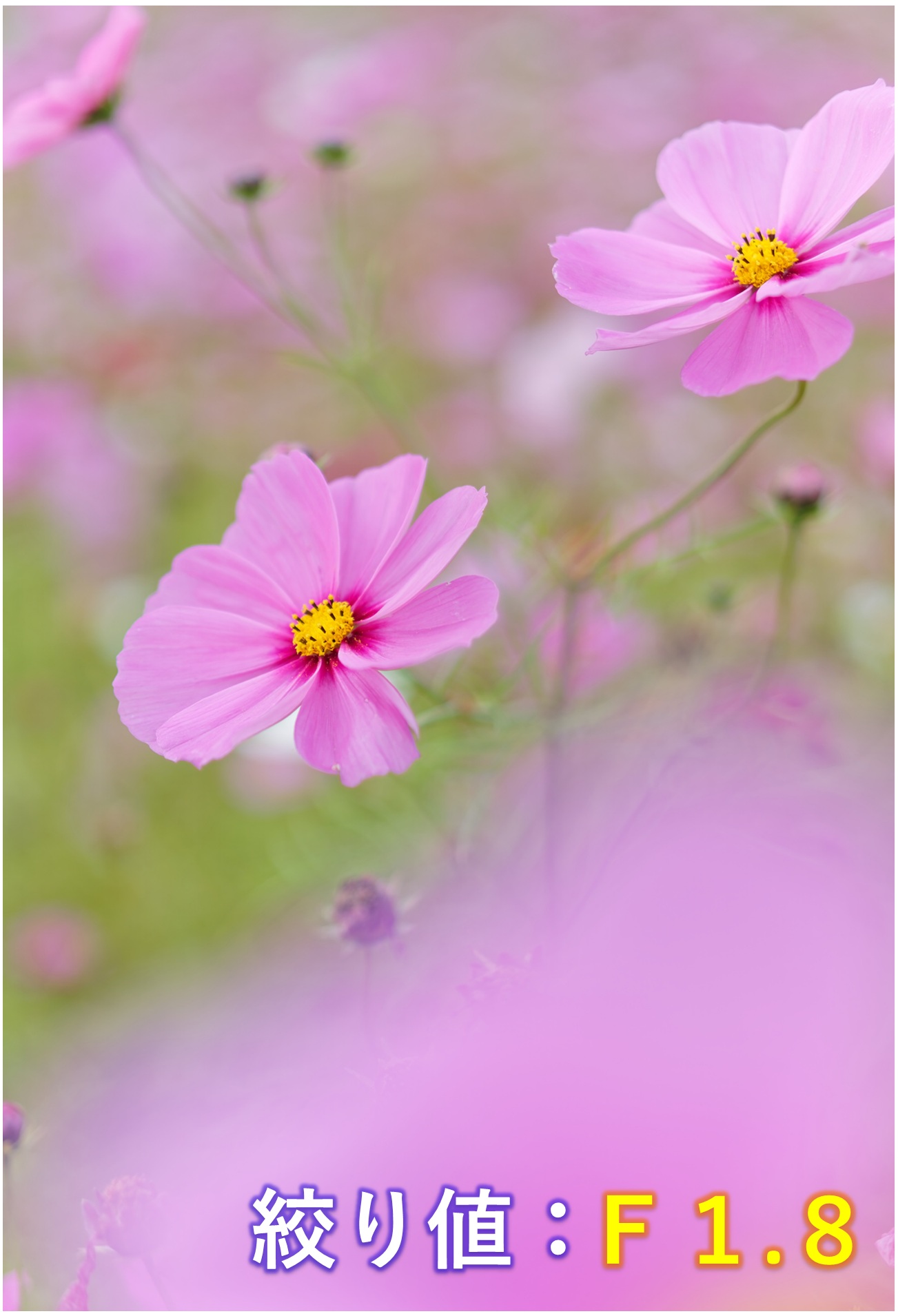 絞り値(F1.8)