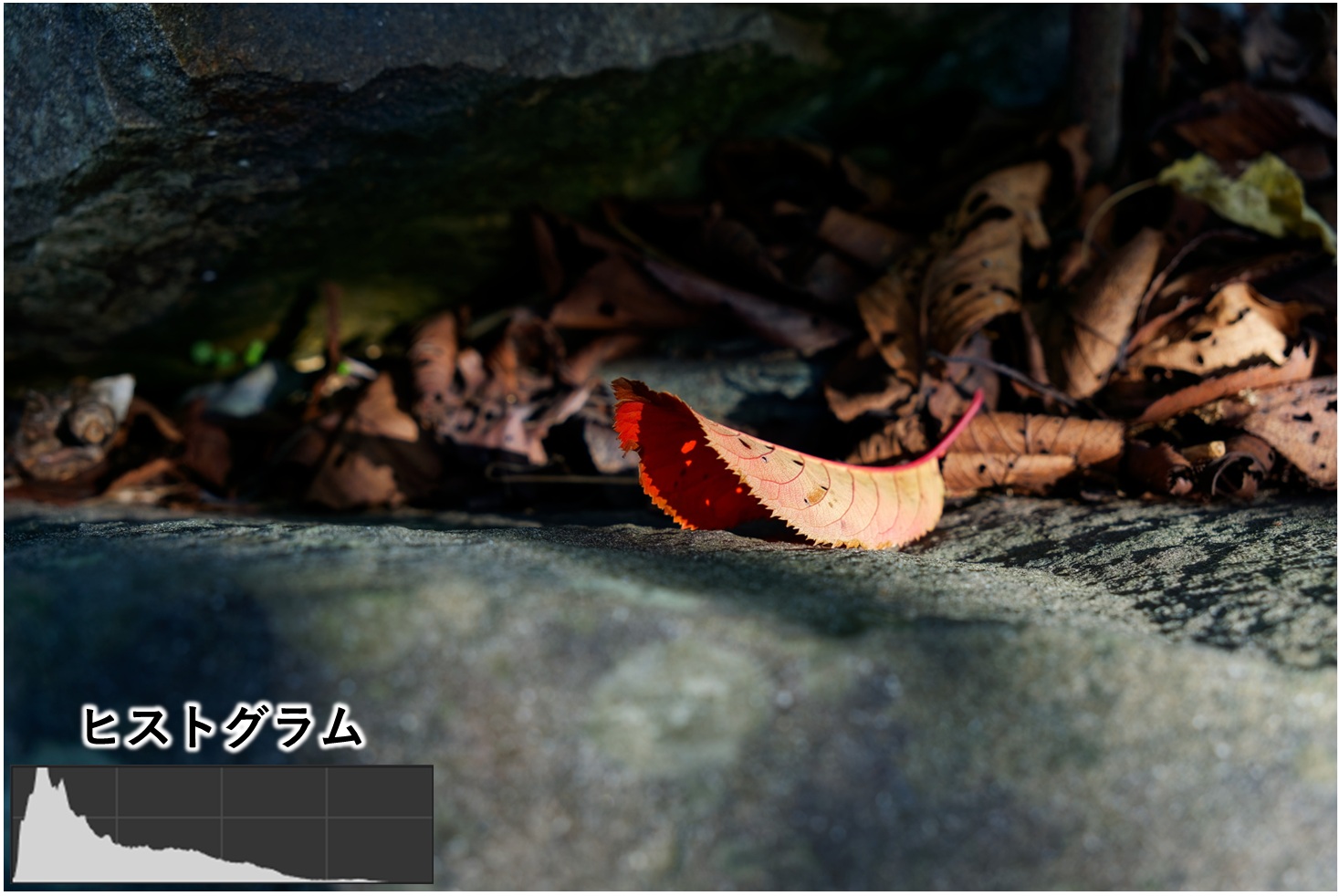 ローキーの写真