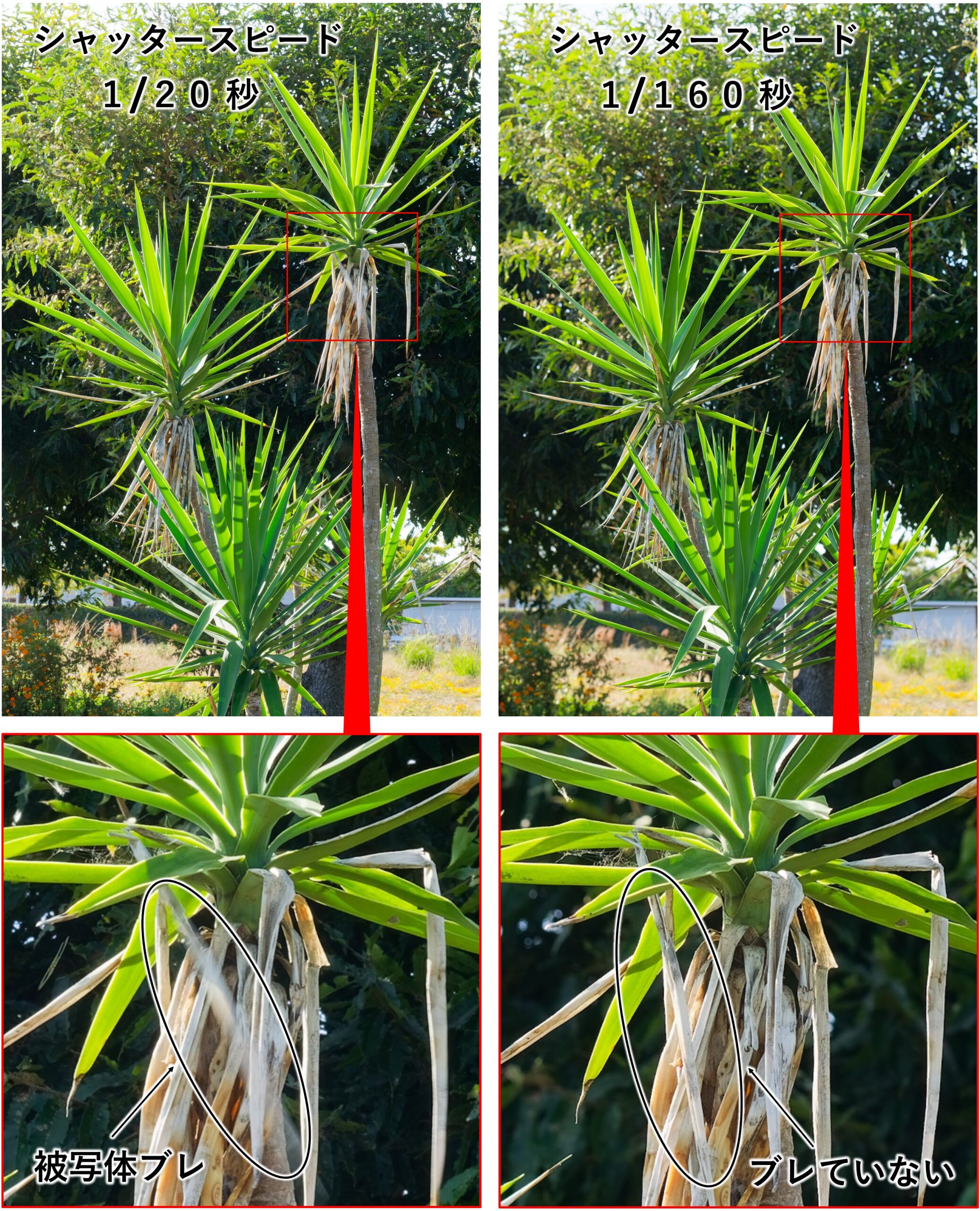 シャッタースピードによる被写体ブレ(比較)