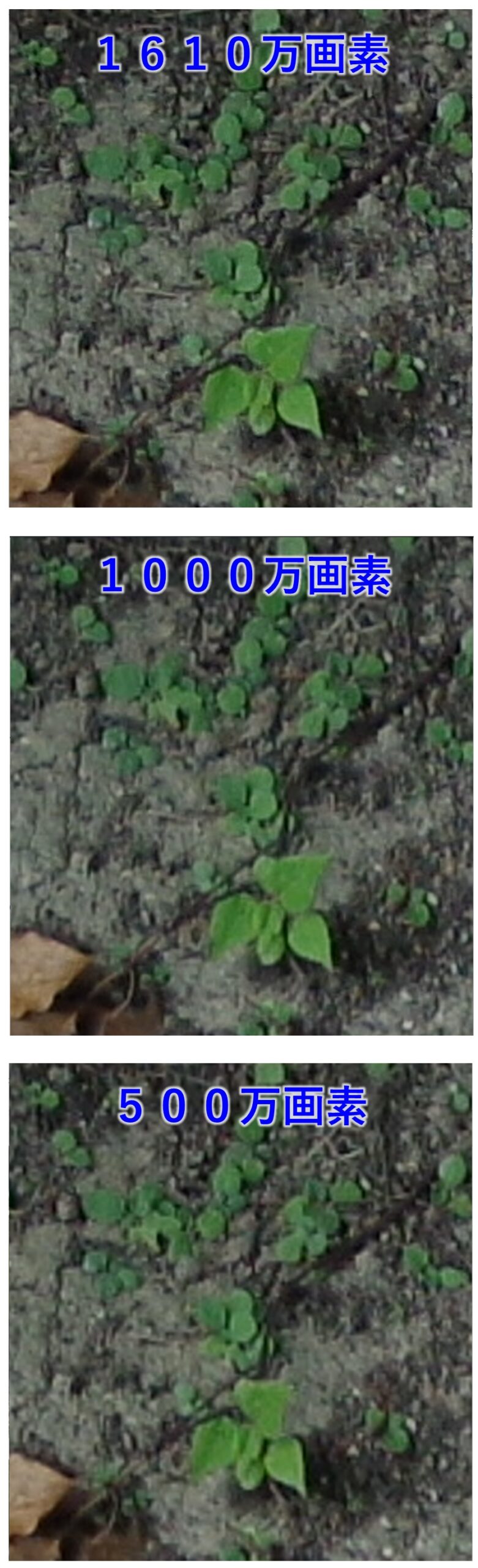 「1600万画素」「1000万画素」「500万画素」で拡大した画像