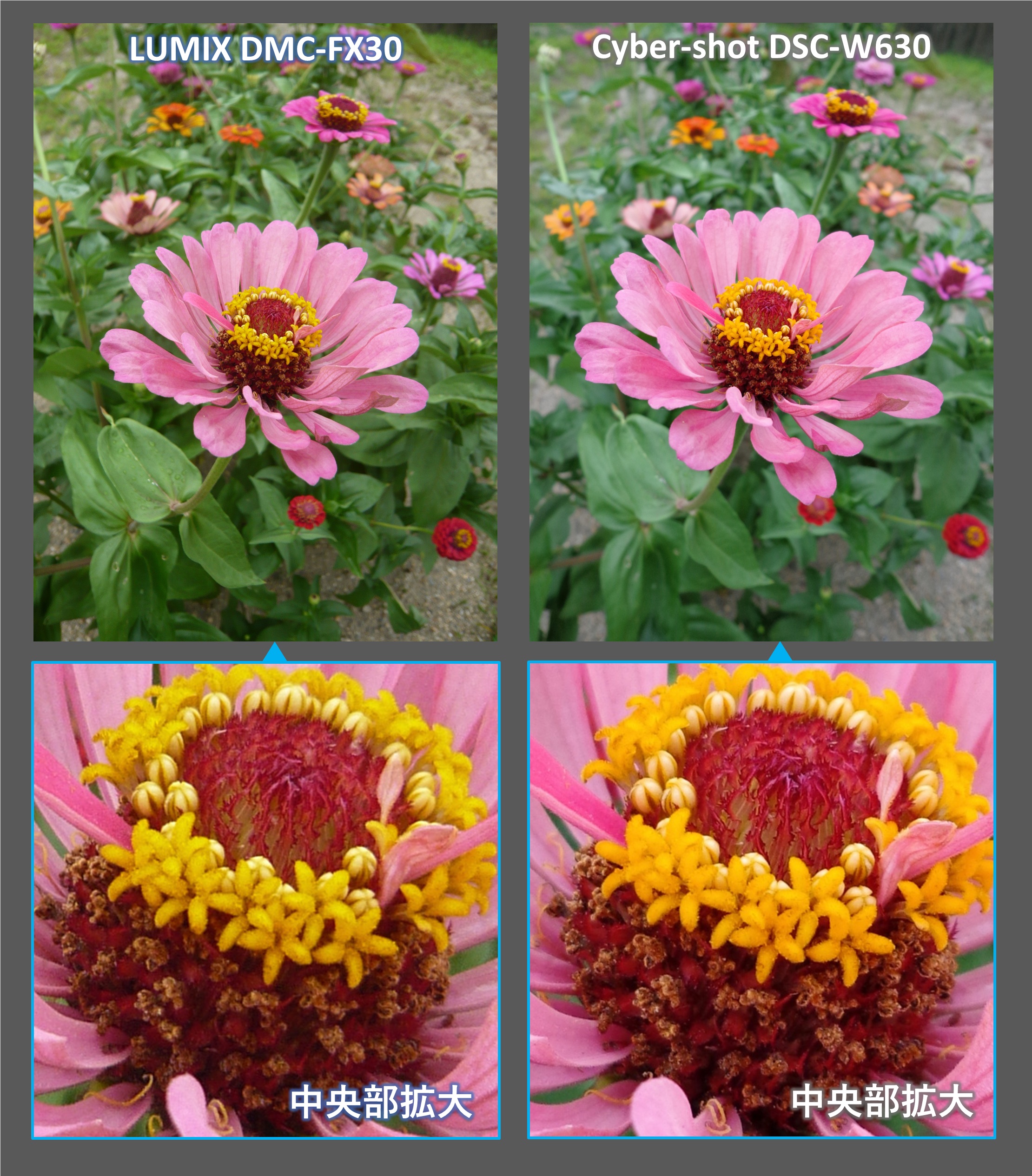 解像感の比較１：花（ジニア）