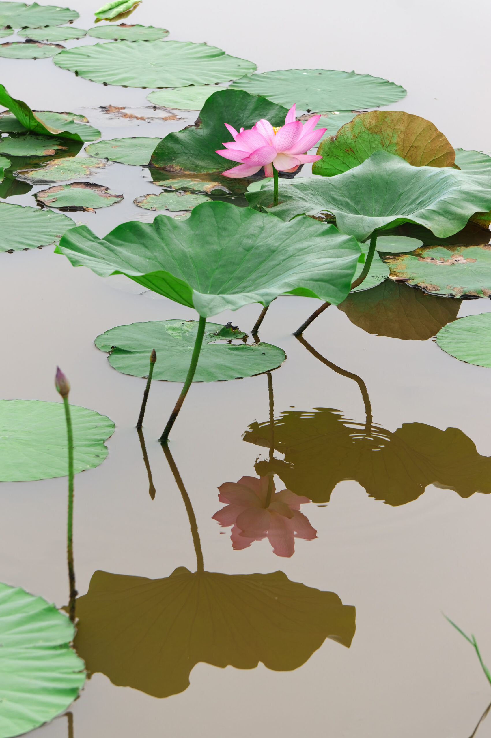 水面に反射する蓮の花（被写界深度を深くして撮影）