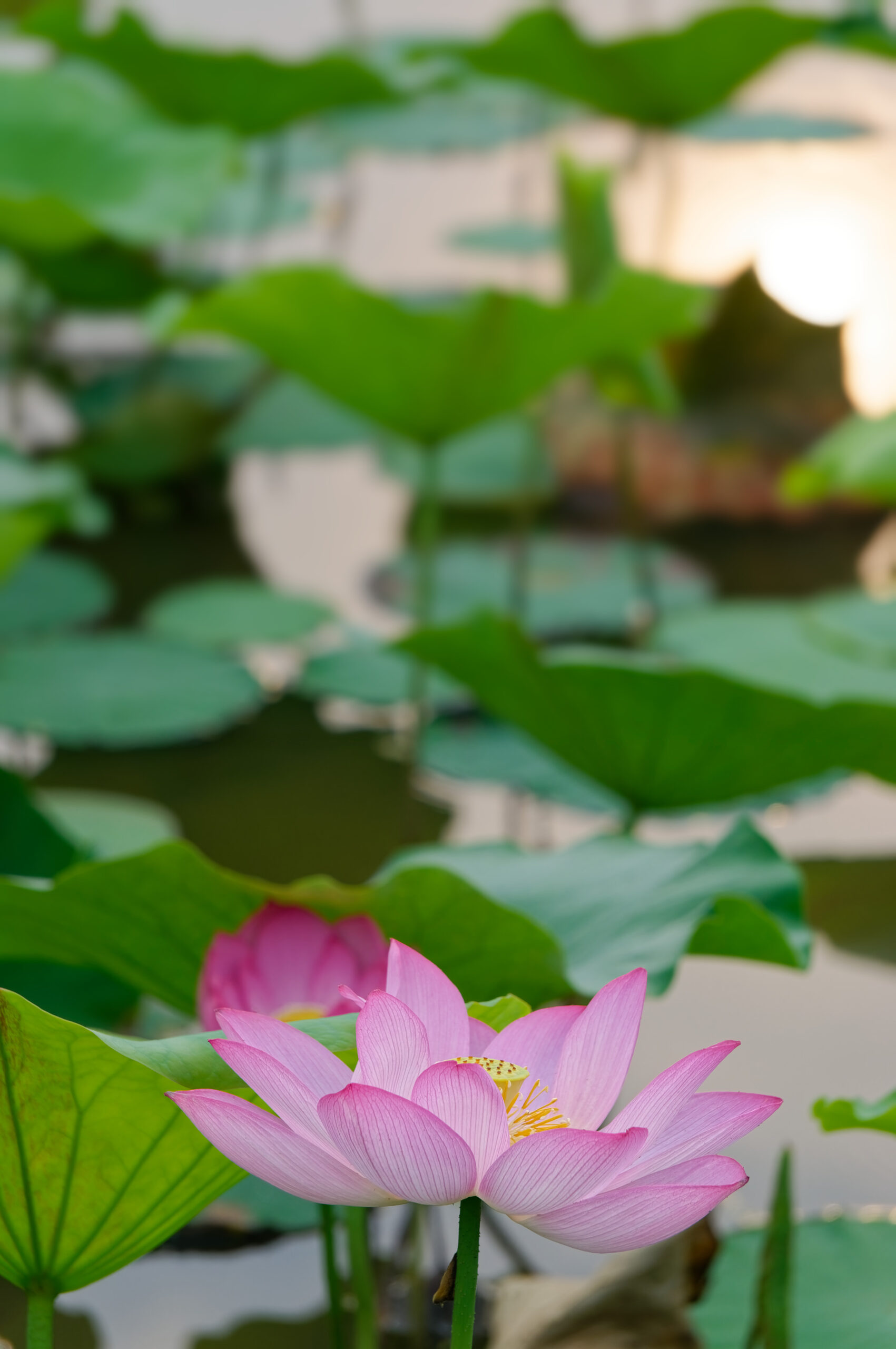 望遠レンズで蓮の花を撮影