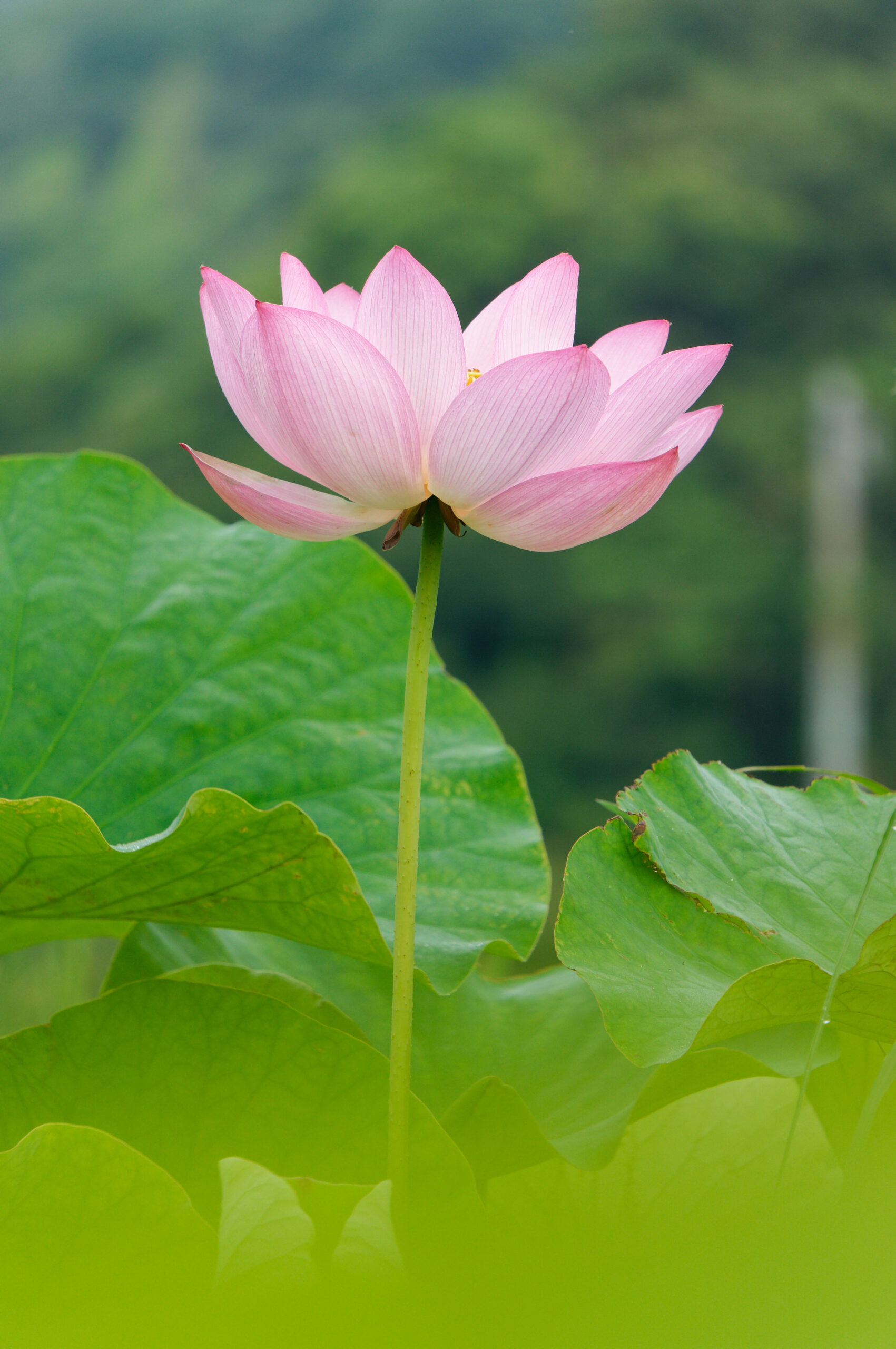 望遠レンズで撮影（ハスの花）
