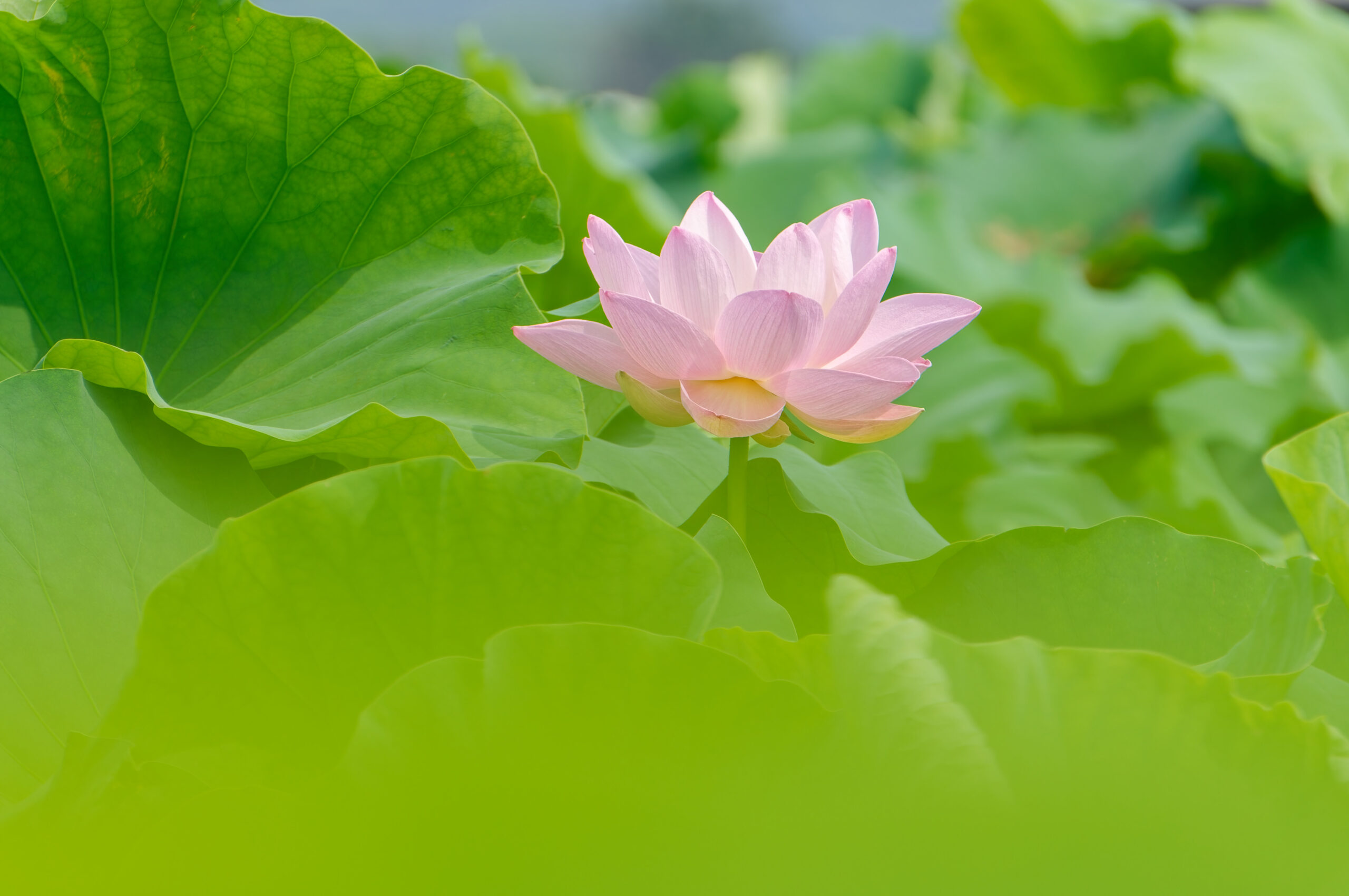 蓮の花（写真）