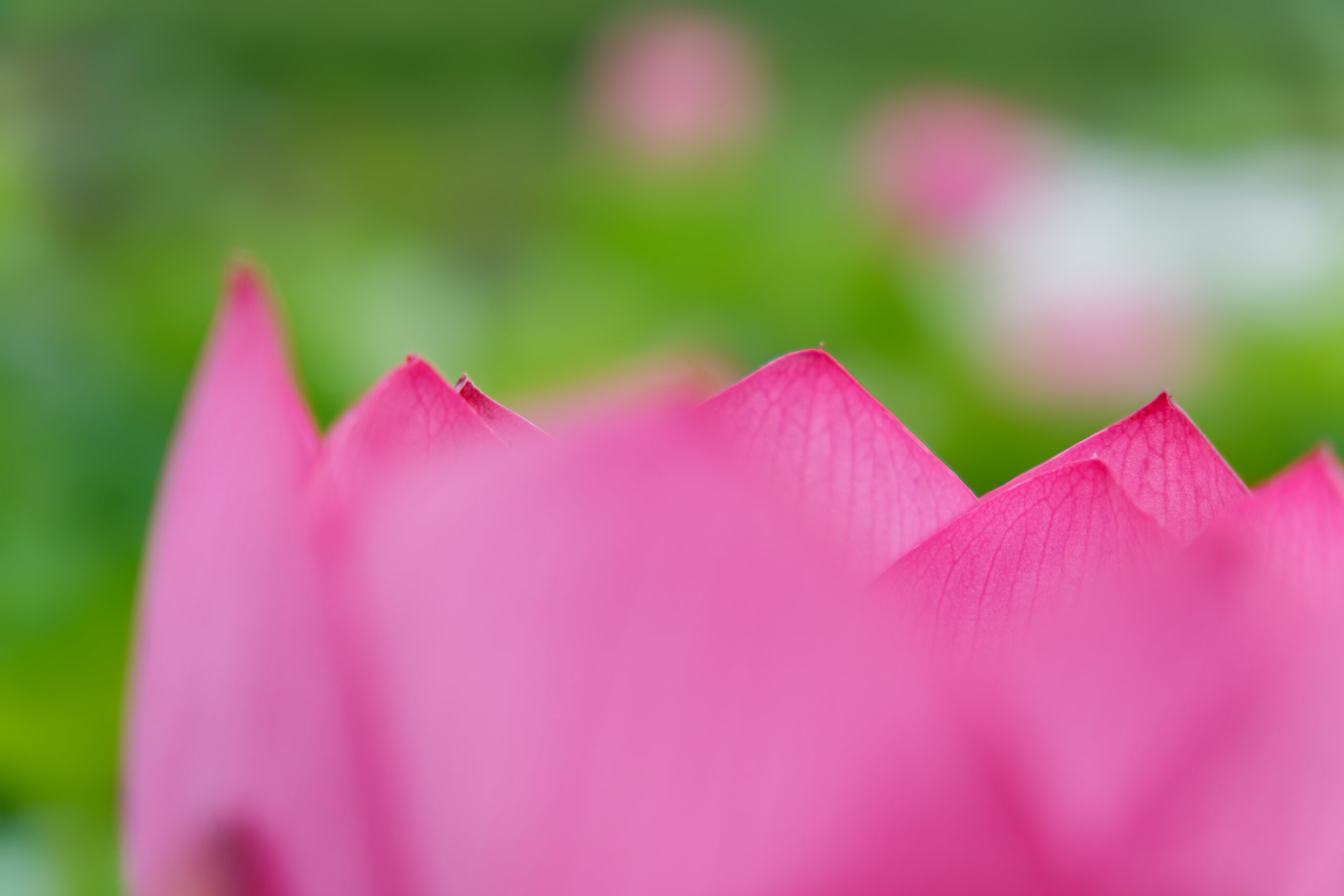 蓮の花を近づいて撮影（大きくボケる）