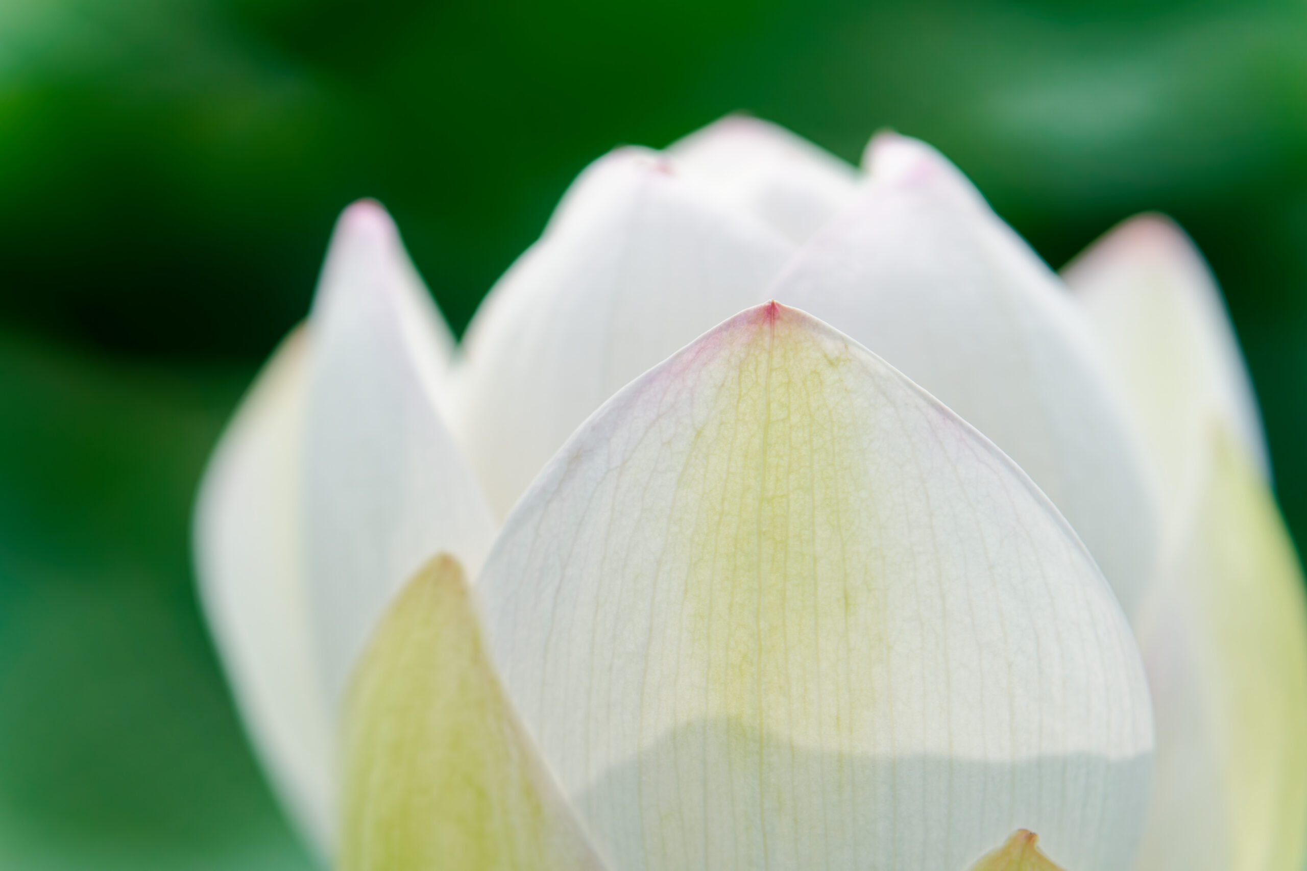 近づいて蓮の花を撮影