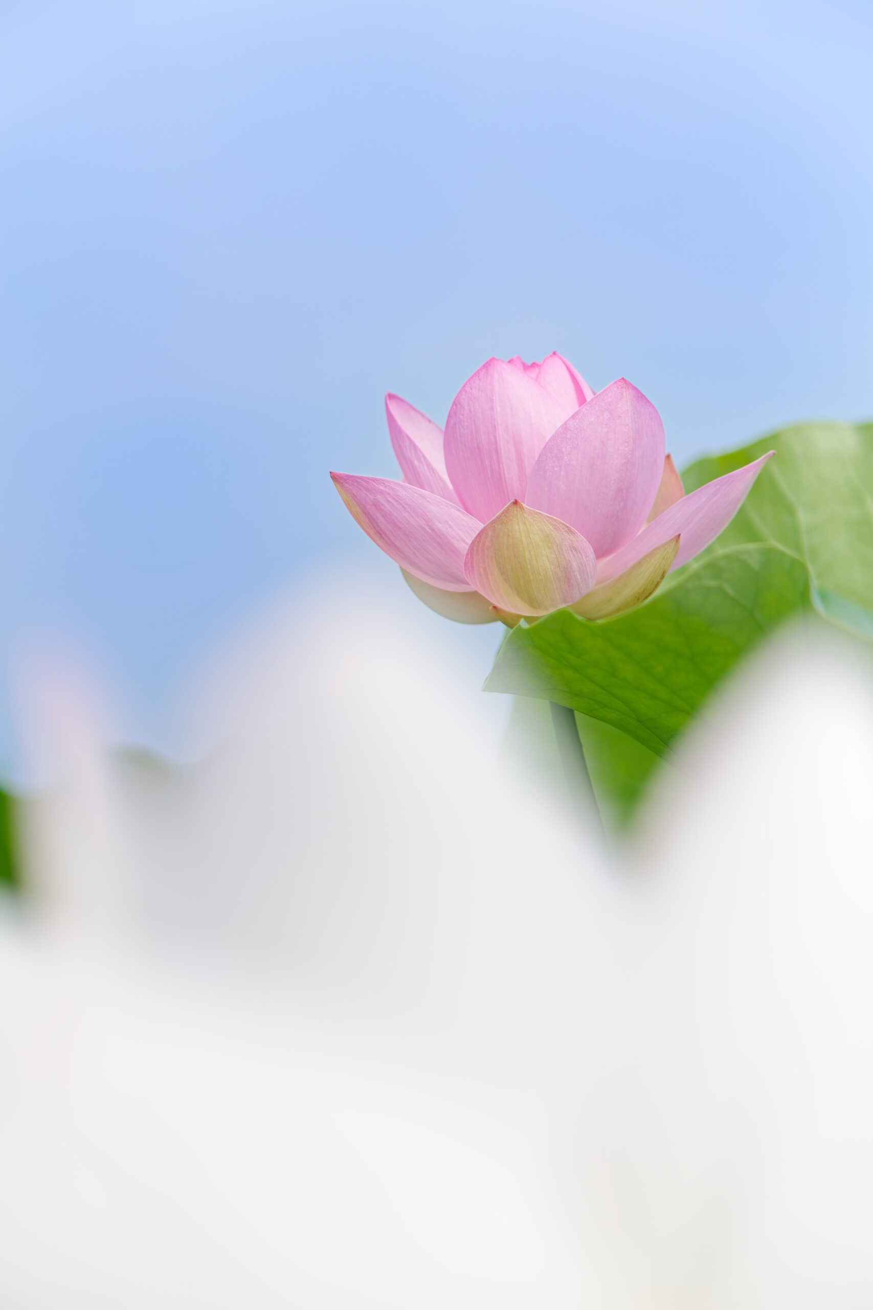 明るいレンズで撮影した蓮の花
