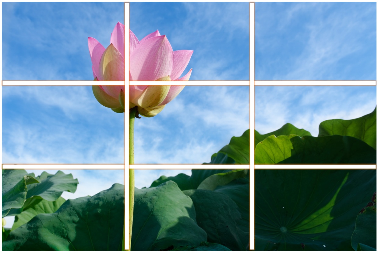蓮の花（写真）三分割構図１