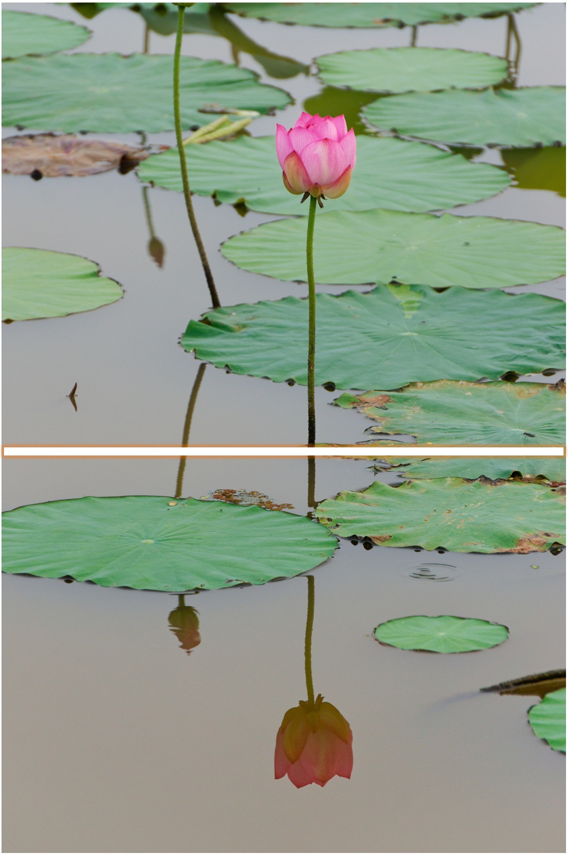 蓮の花（写真）二分割構図