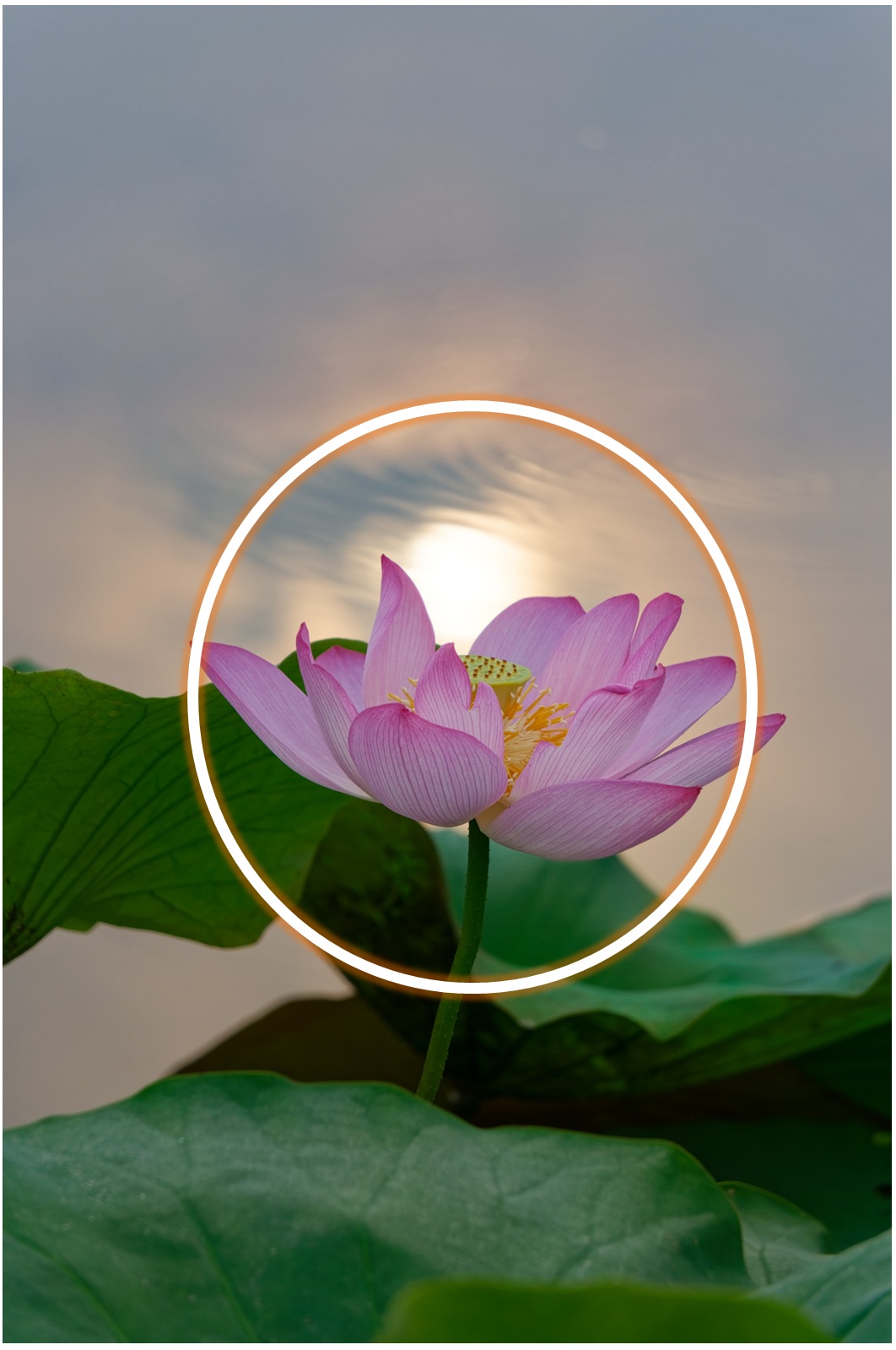 蓮の花（写真）日の丸構図１