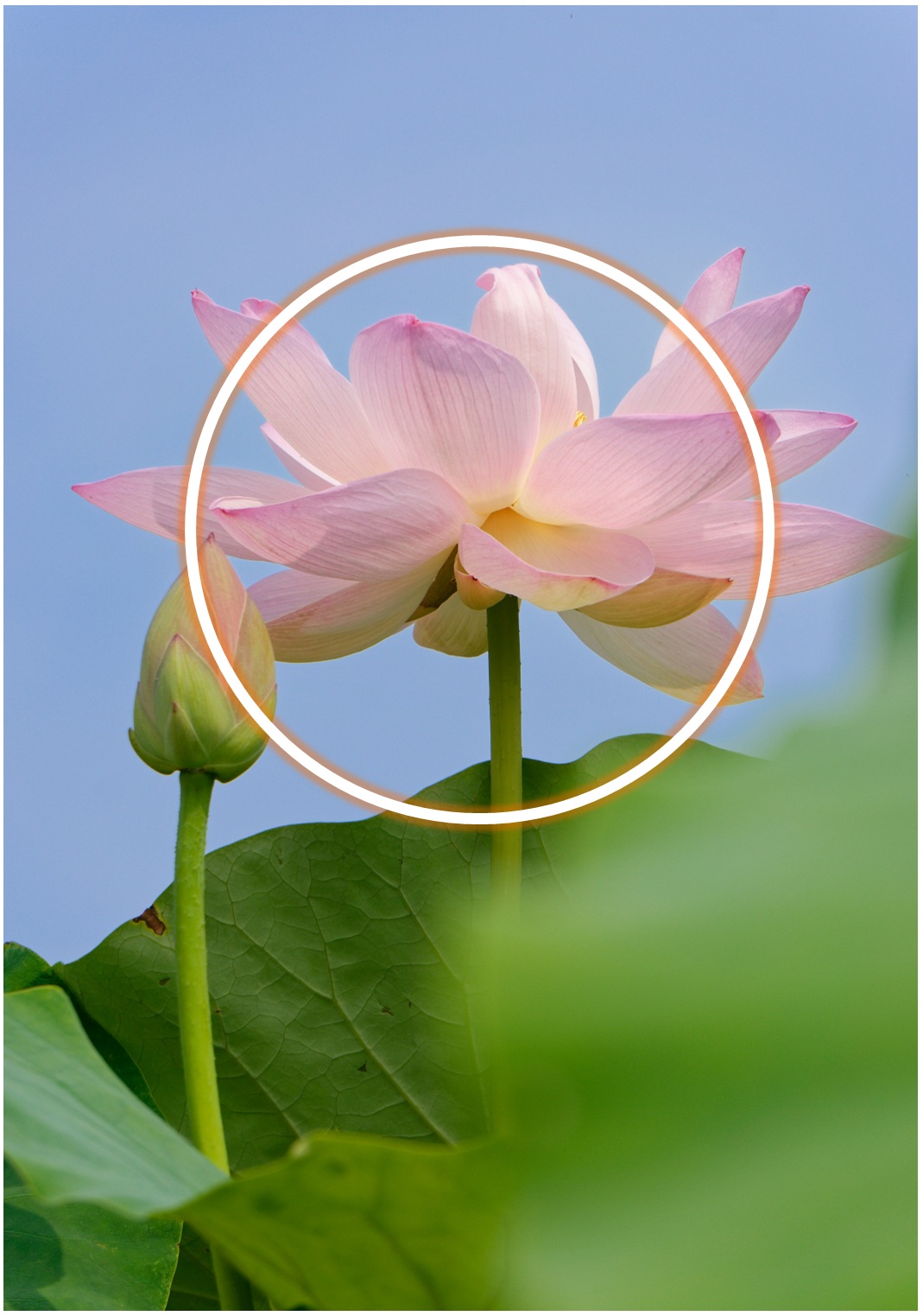 蓮の花（写真）日の丸構図２