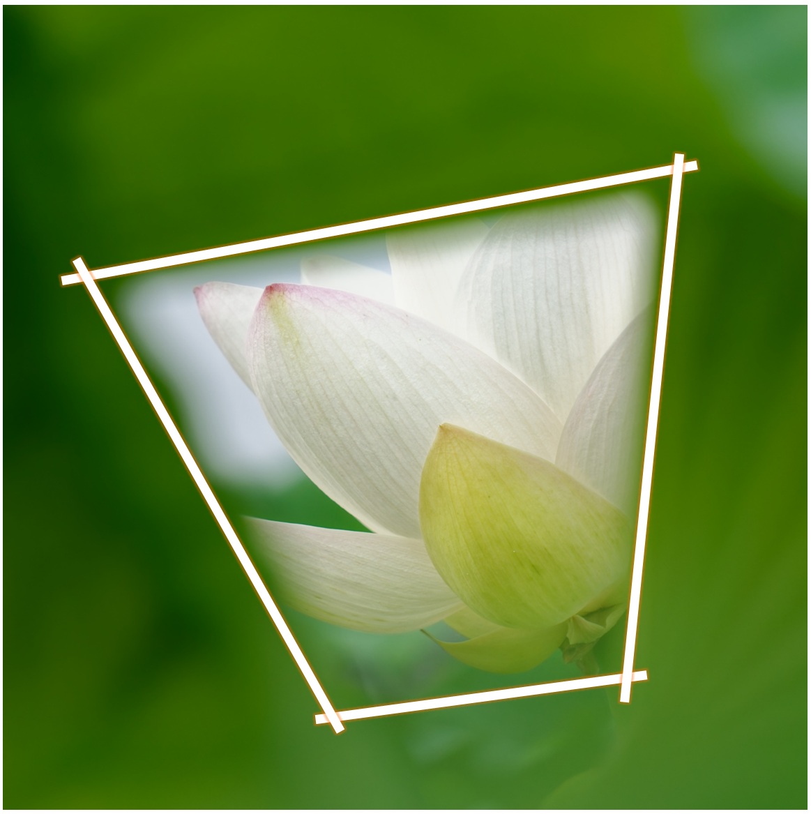 蓮の花（写真）額縁構図１