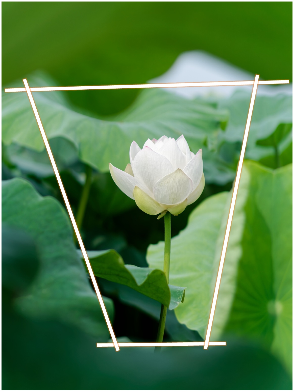 蓮の花（写真）額縁構図２