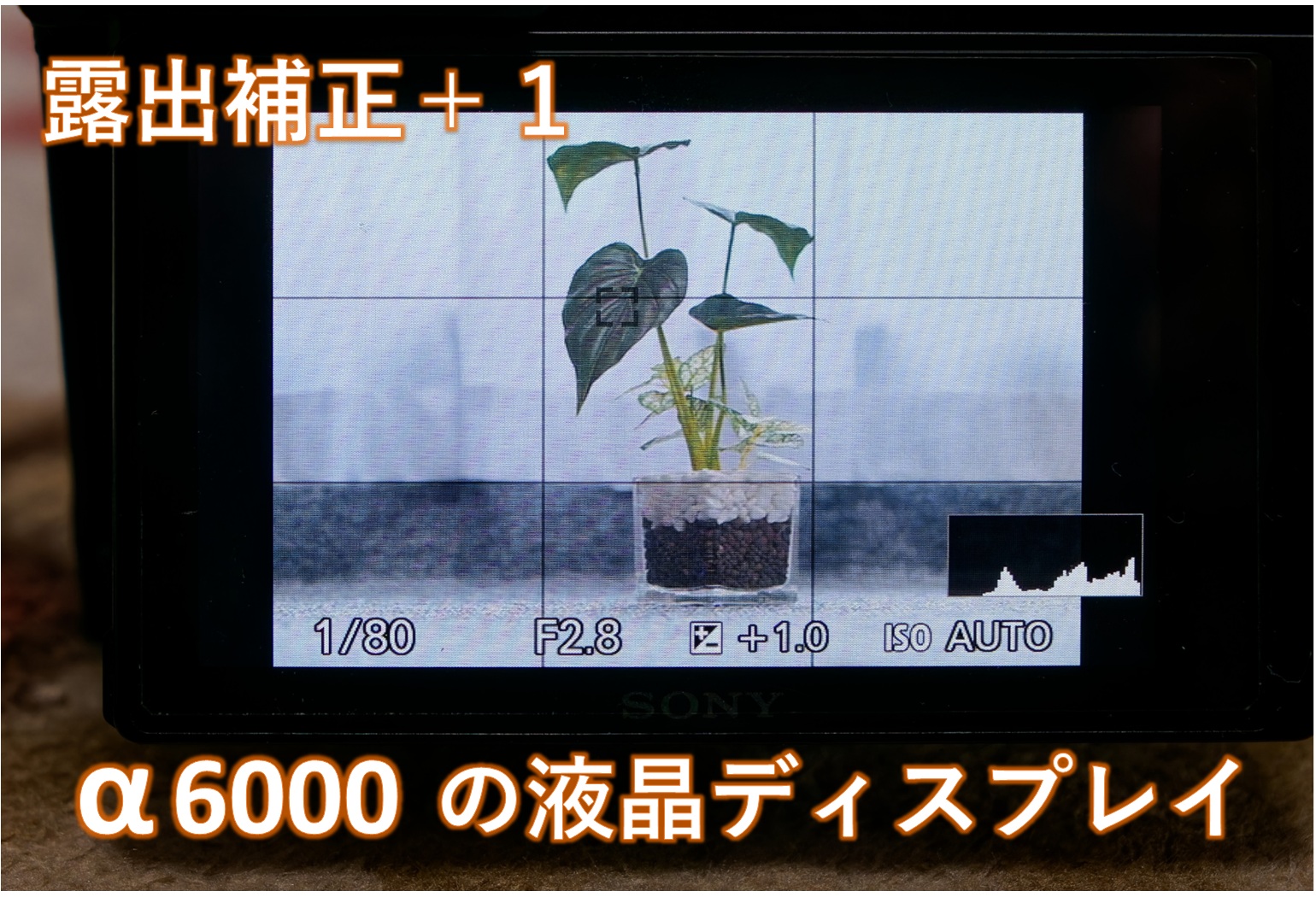 露出補正をした画面