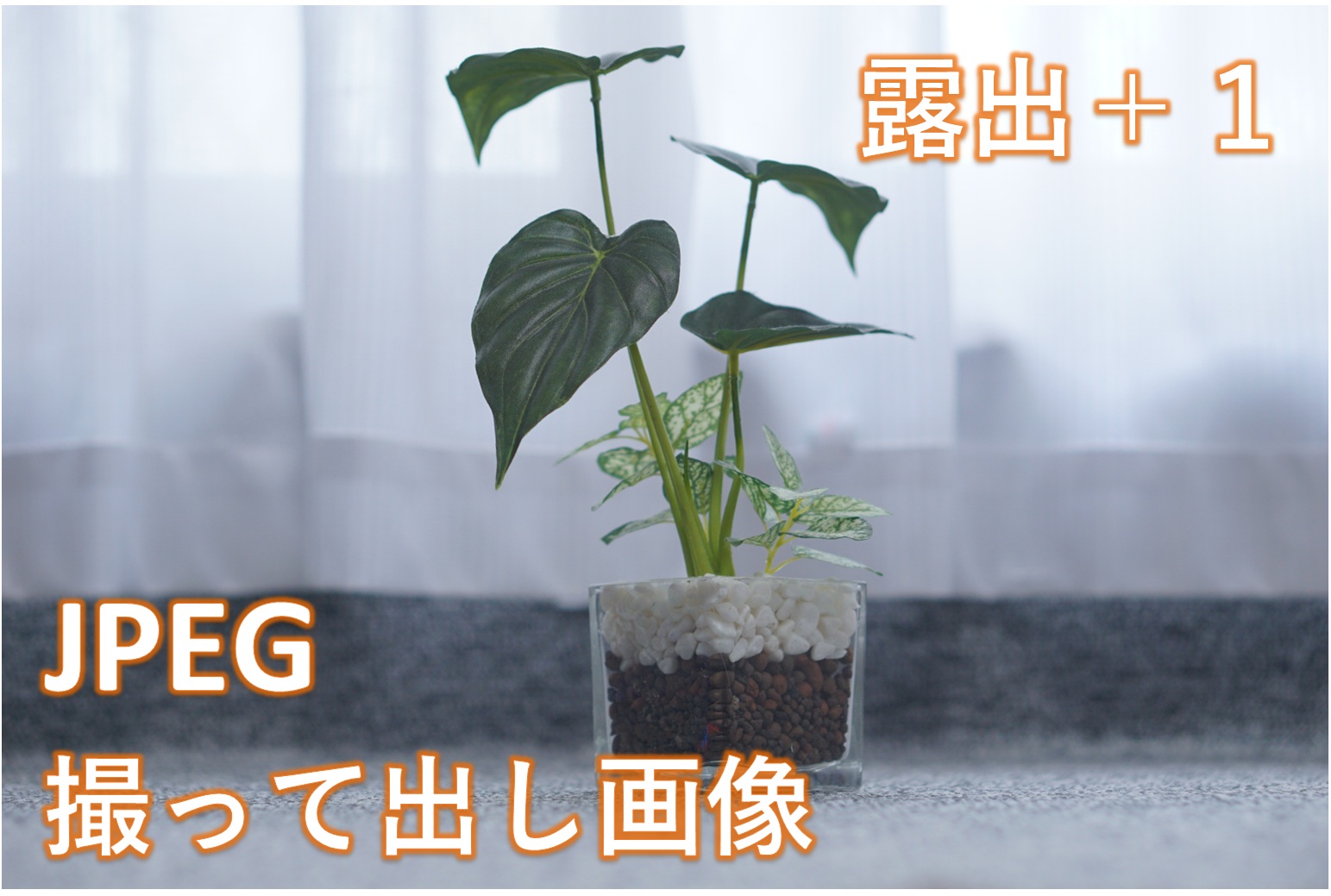 撮影後の写真「露出＋１」