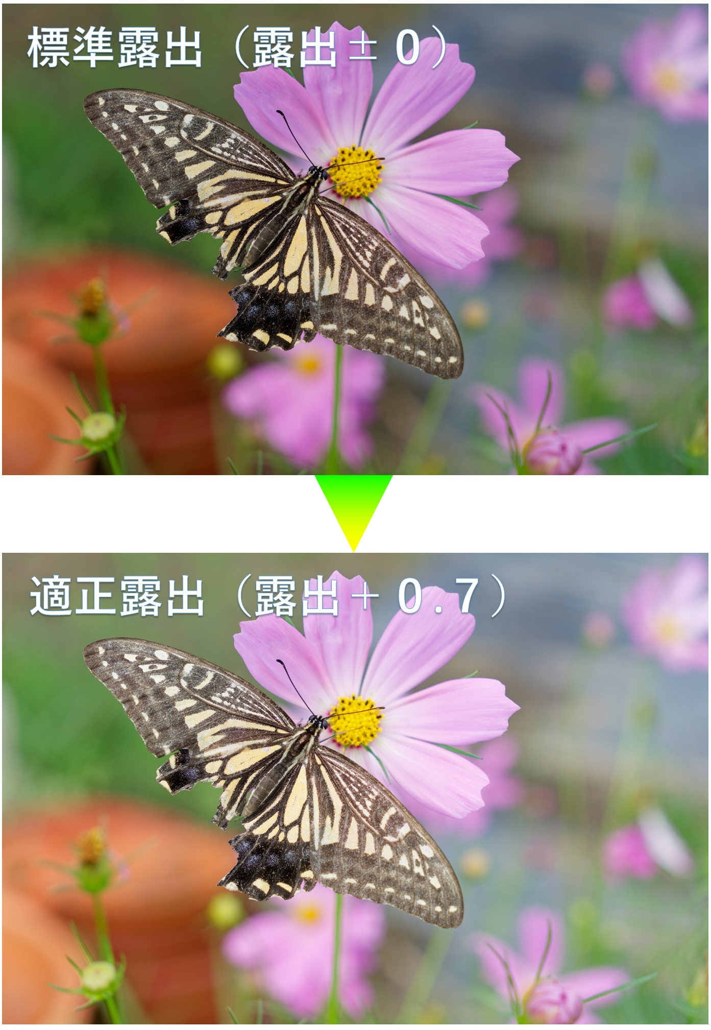 標準露出から適正露出へ調整した写真