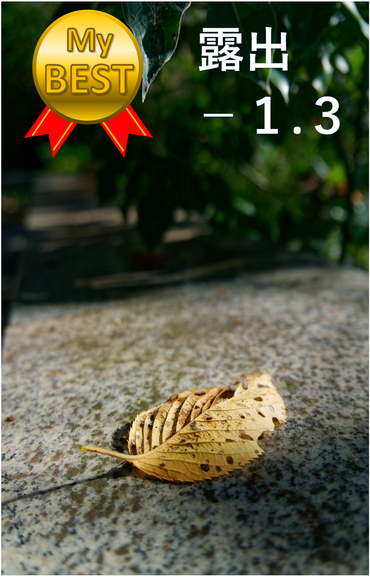 露出補正のベスト（葉っぱ）