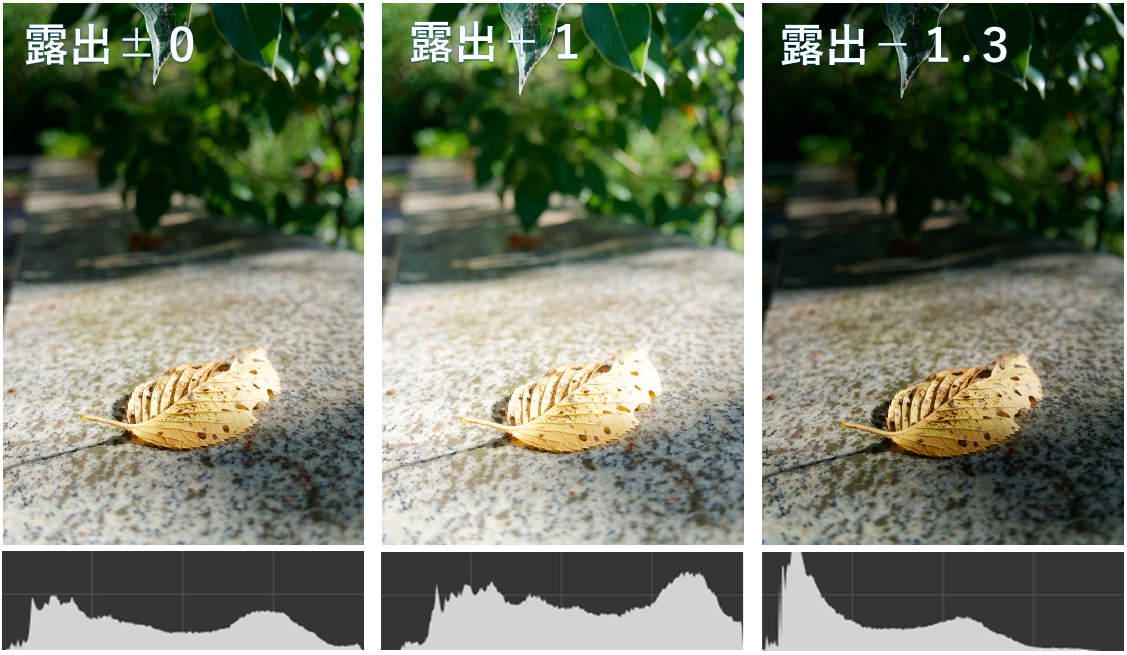 露出補正の比較（落ち葉）