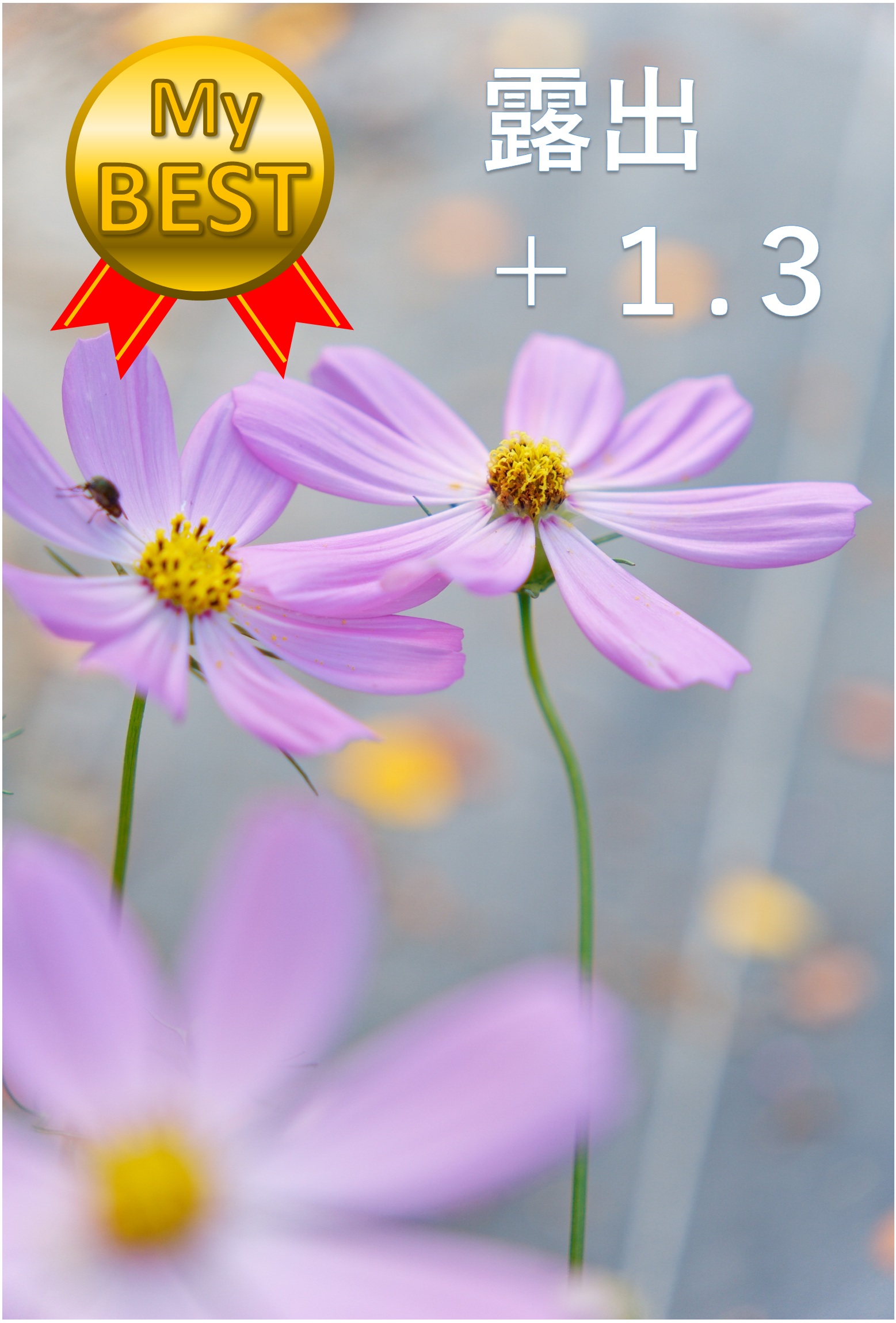 露出補正のベスト（コスモスの花）
