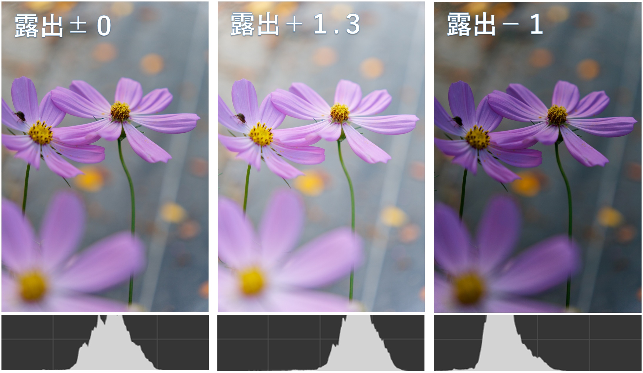 露出補正の比較（コスモスの花）