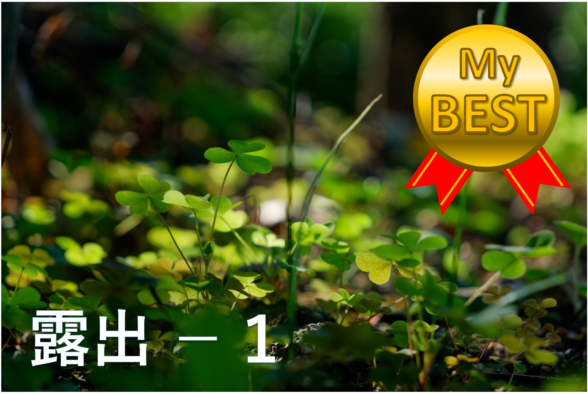 露出補正のベスト（青葉）