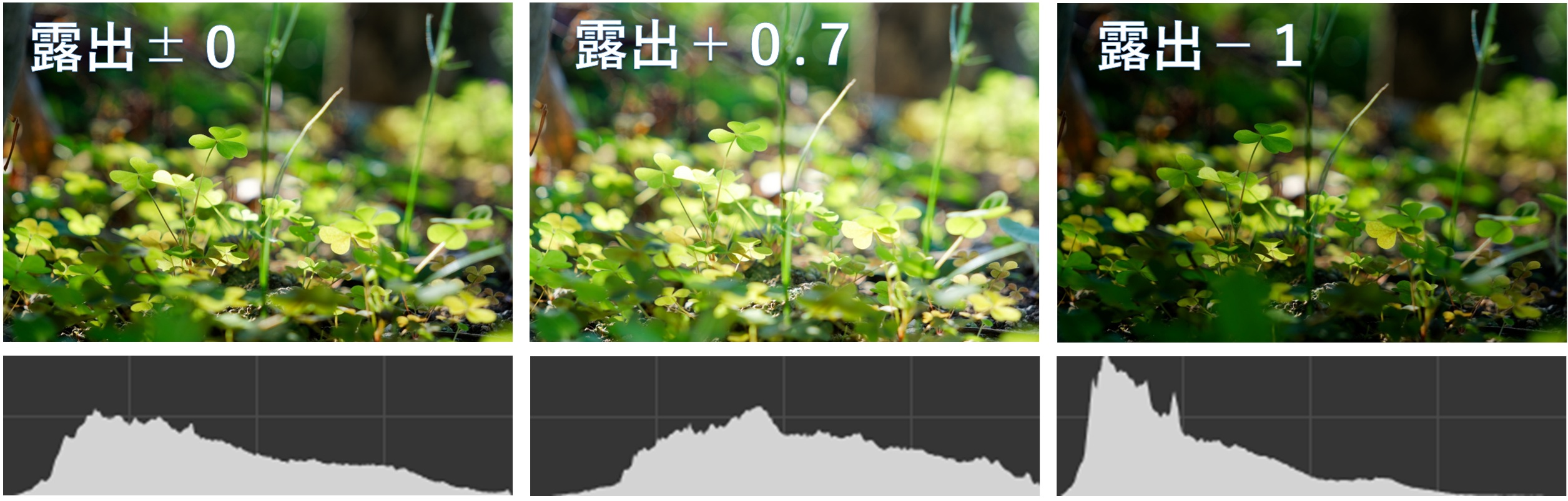 露出補正の比較（青葉）
