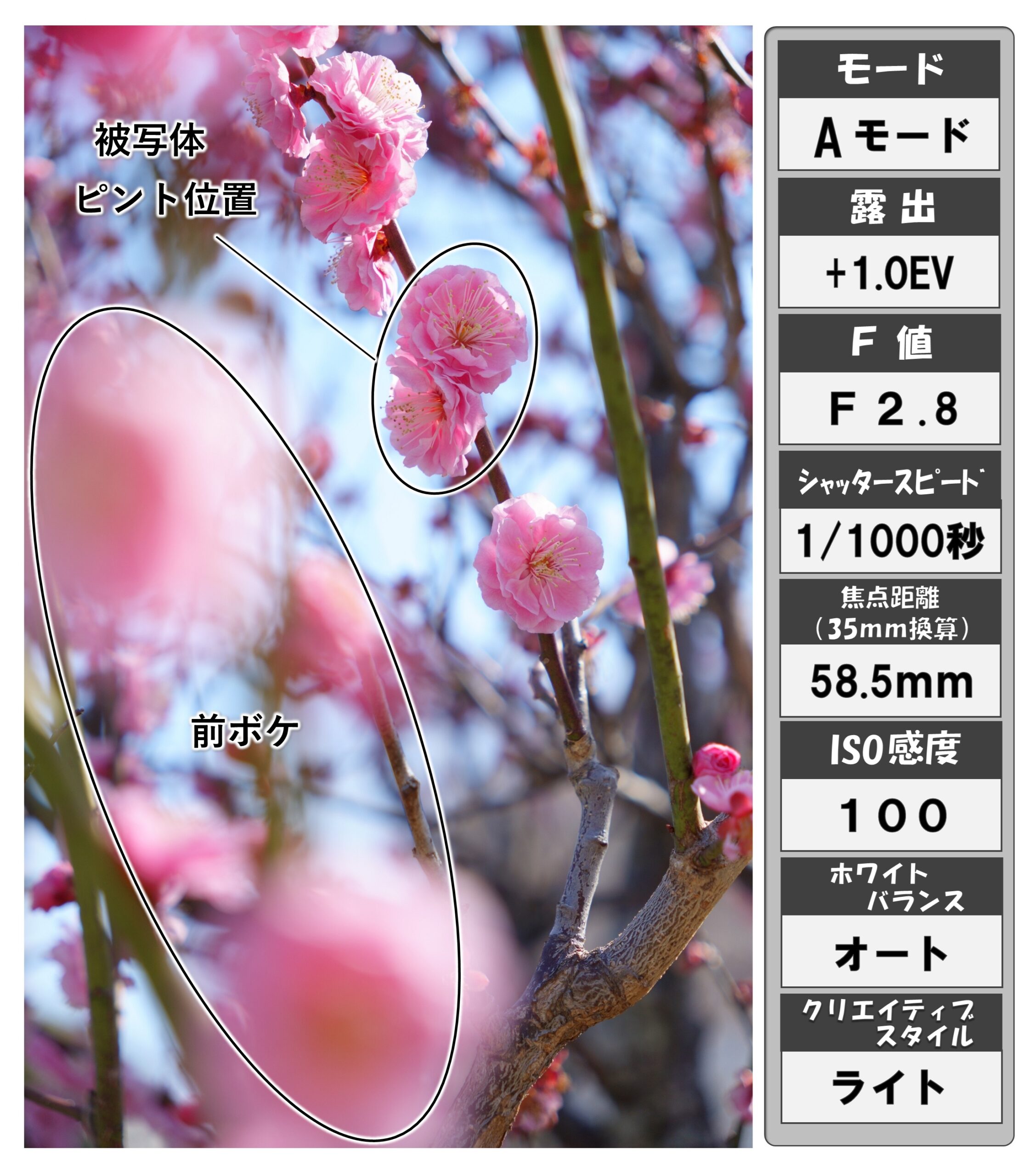 梅の花（撮影）