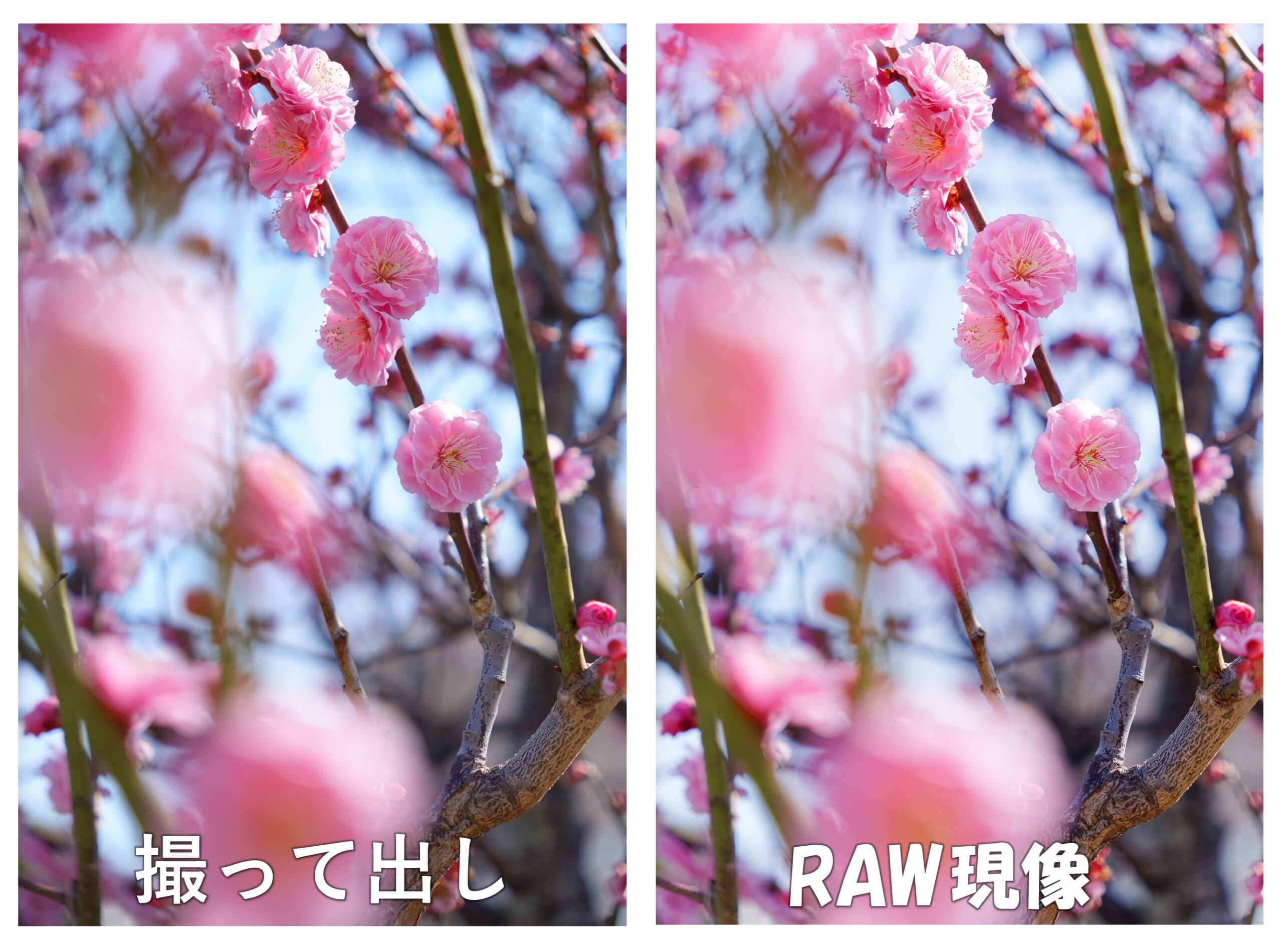 梅の花（撮って出しとRAW現像の違い）