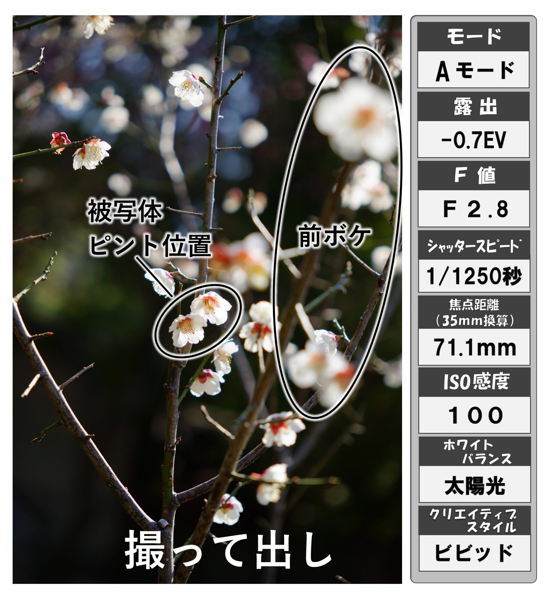 梅の花（画像）