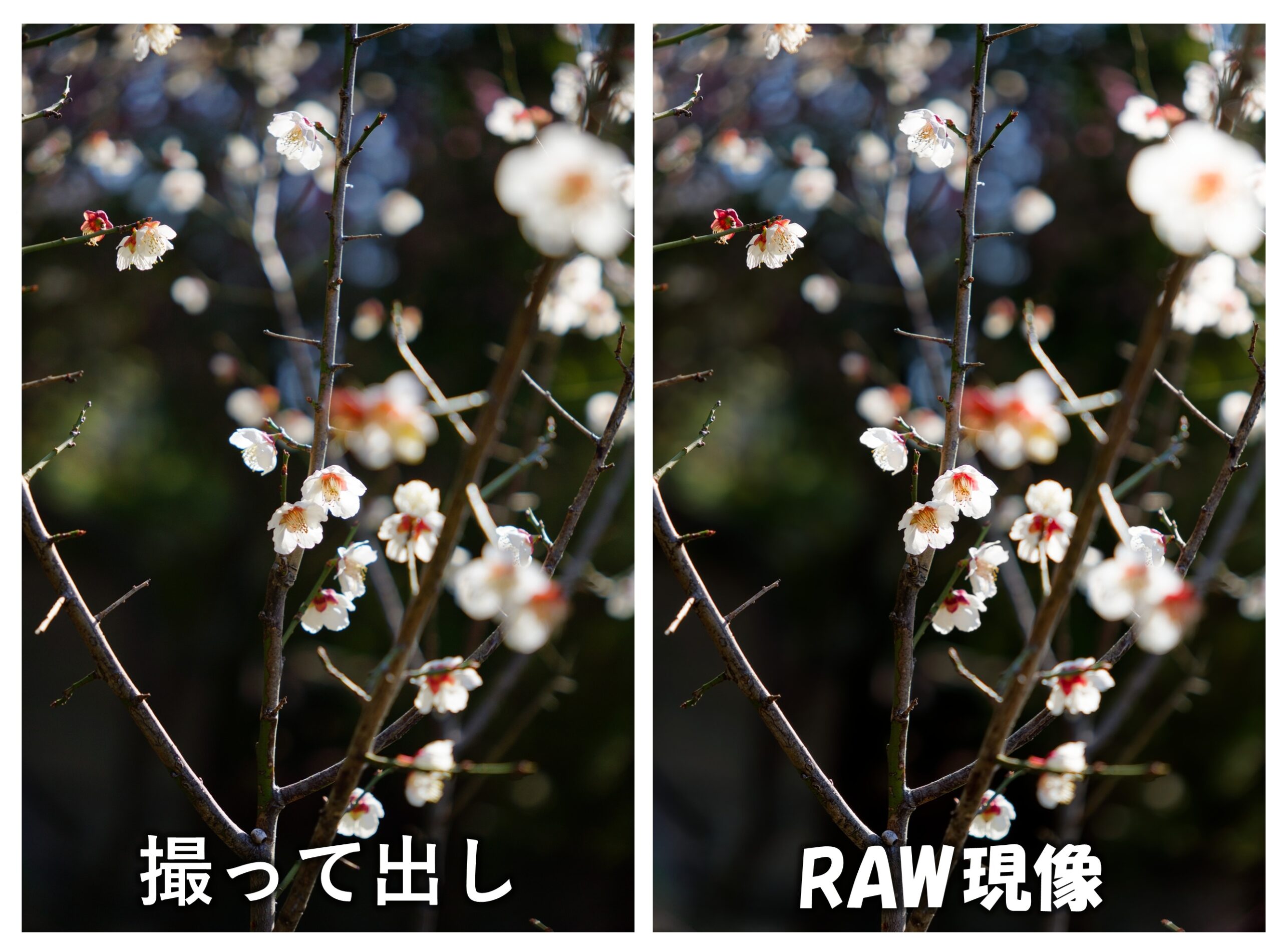 梅の花（撮って出しとRAW現像の違い）