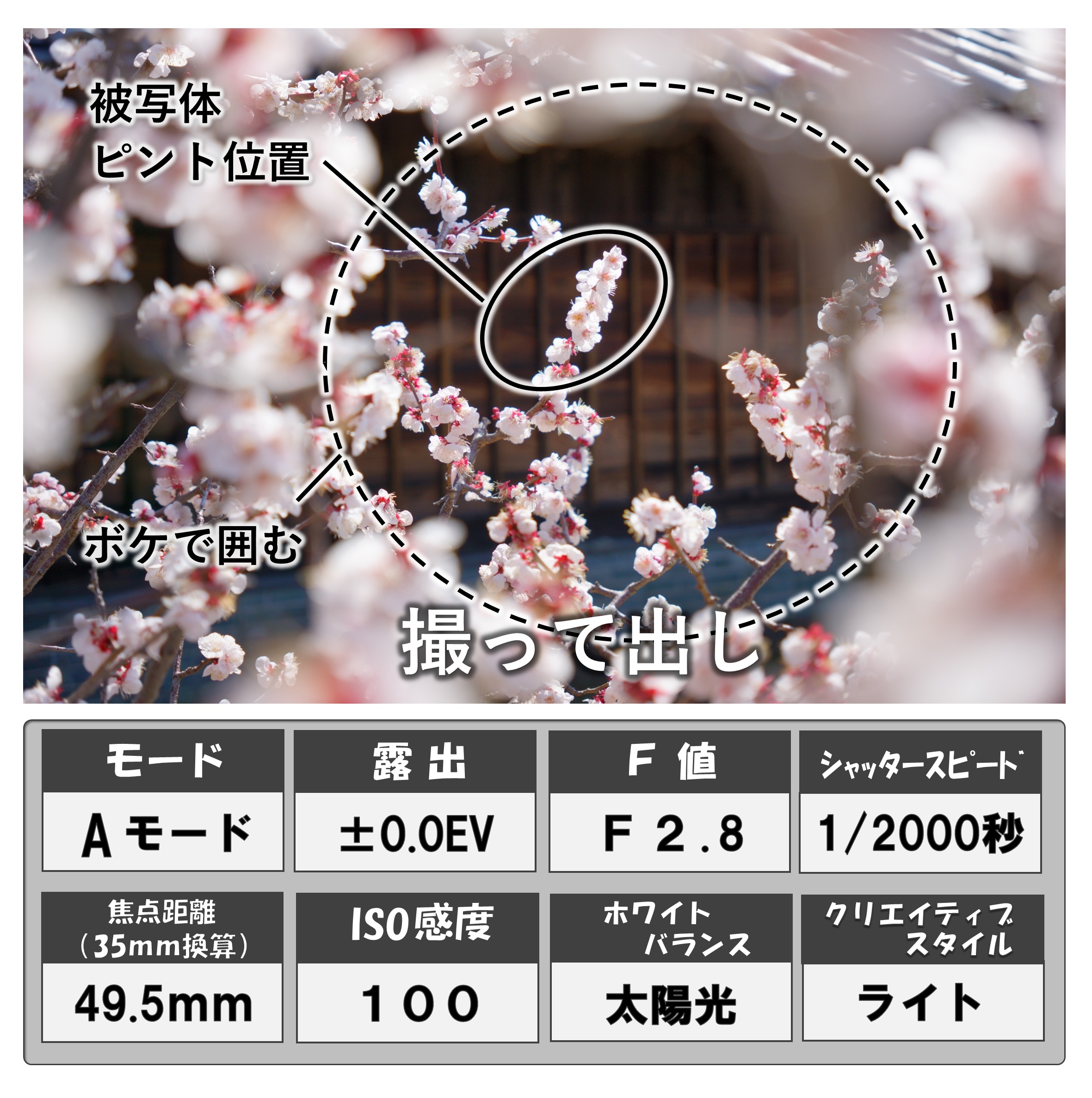 梅の花（画像）