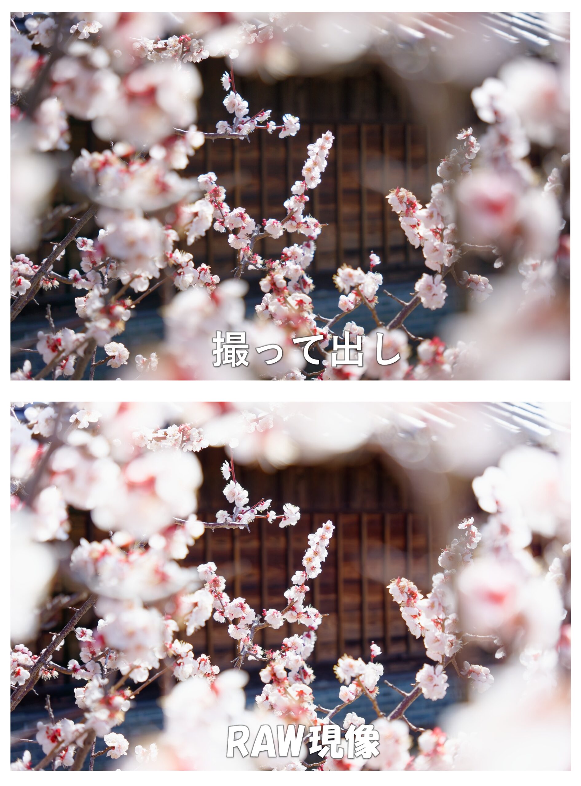 梅の花（撮って出しとRAW現像の違い）