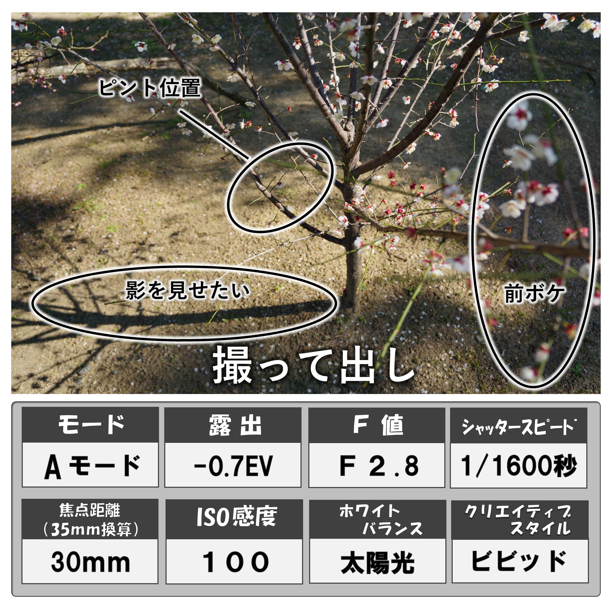 梅の木＆影（画像）