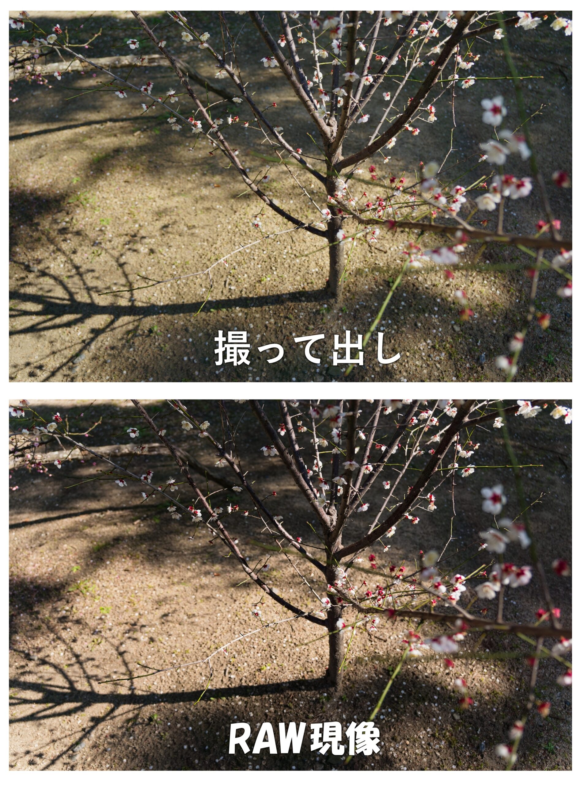 梅の木＆影（撮って出しとRAW現像の違い）