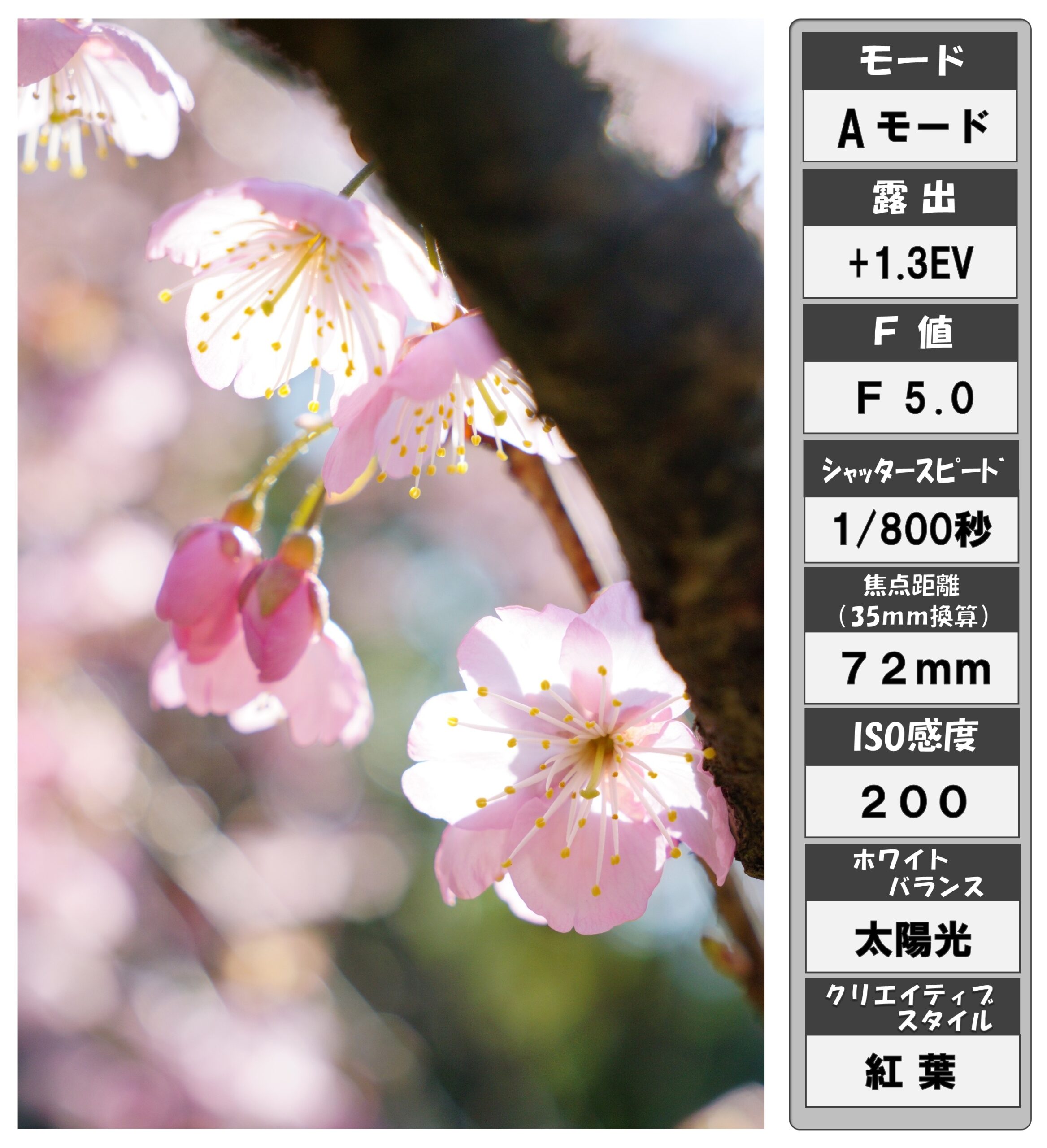 梅の花（撮って出しＪＰＥＧ）