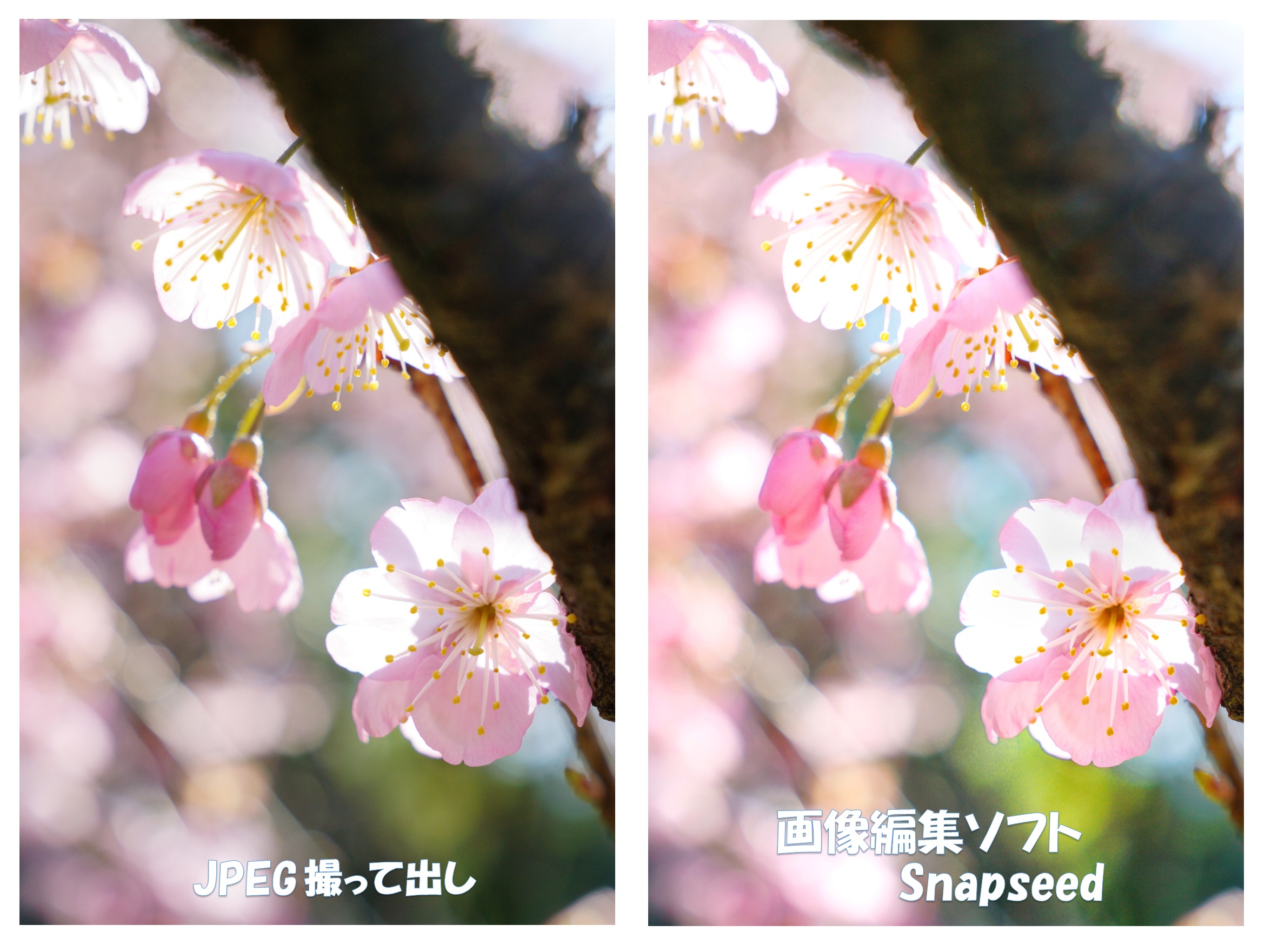 JPEG撮って出しと画像編集ソフトによる違い（梅の花）