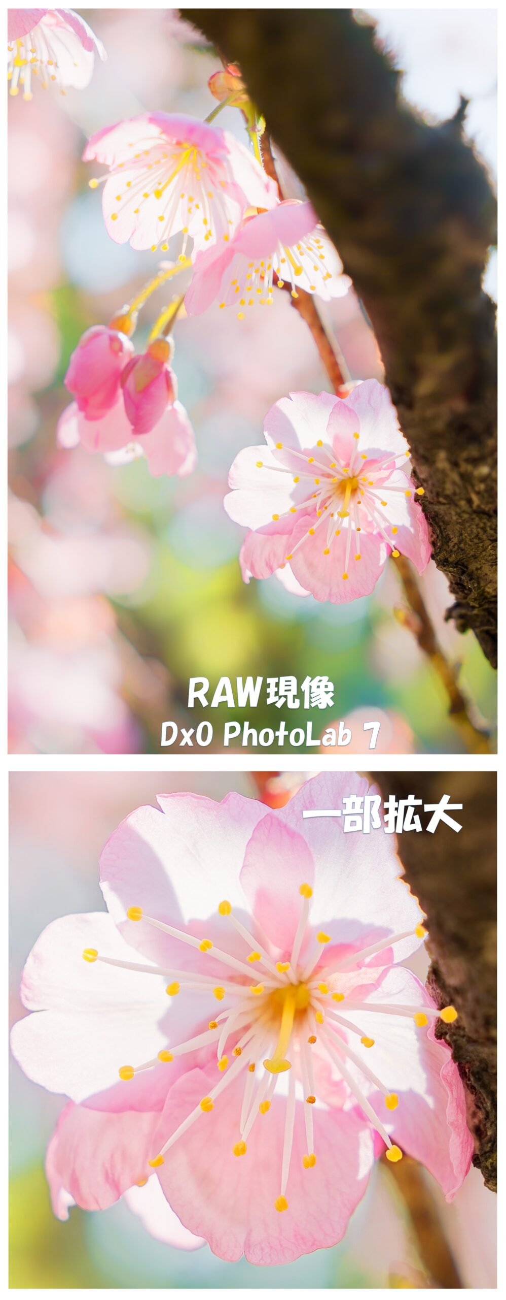 梅の花（RAW現像）