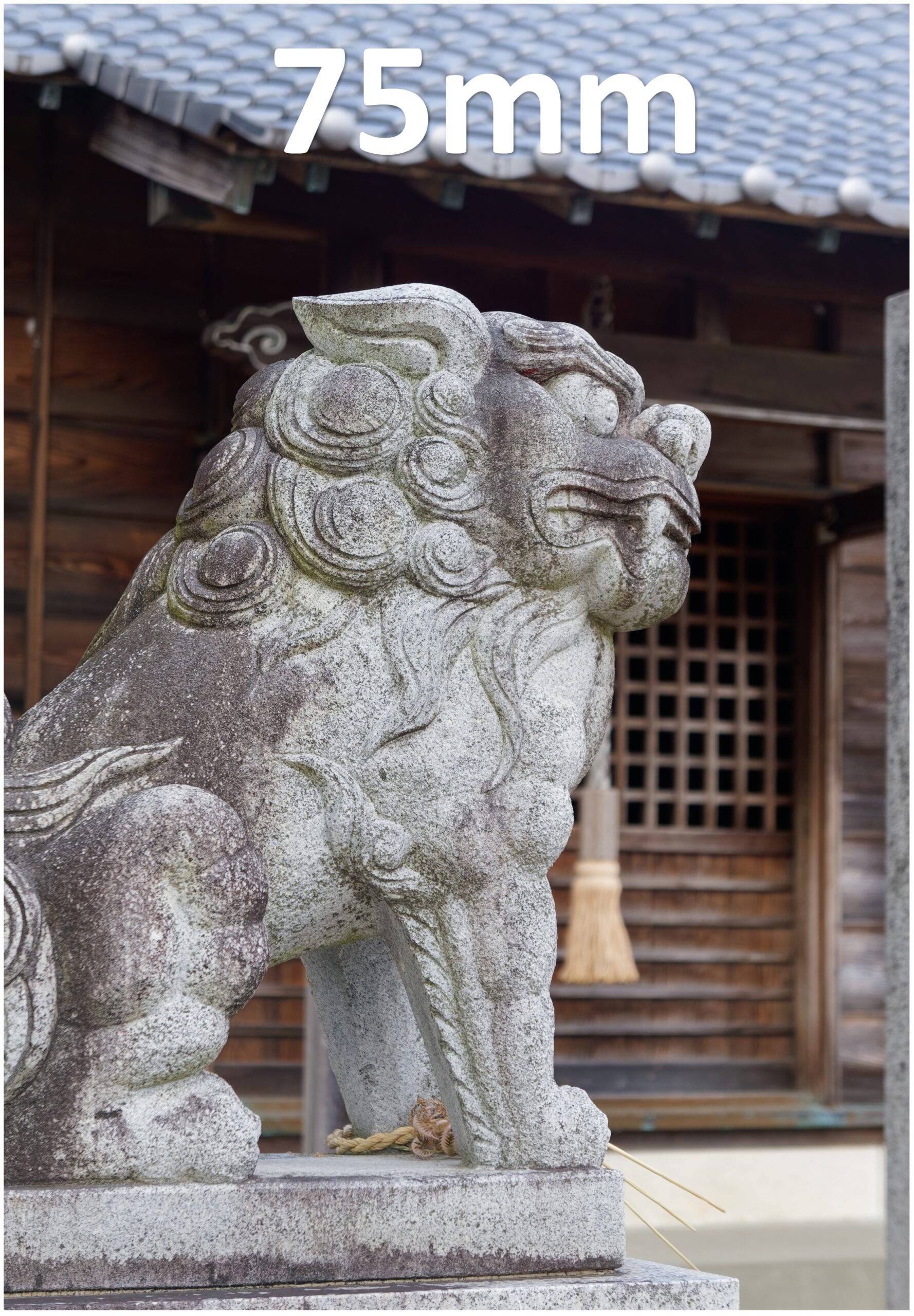 SONY E50mm F1.8 OSS(SEL50F18)とは！神レンズと言われる単焦点レンズ 