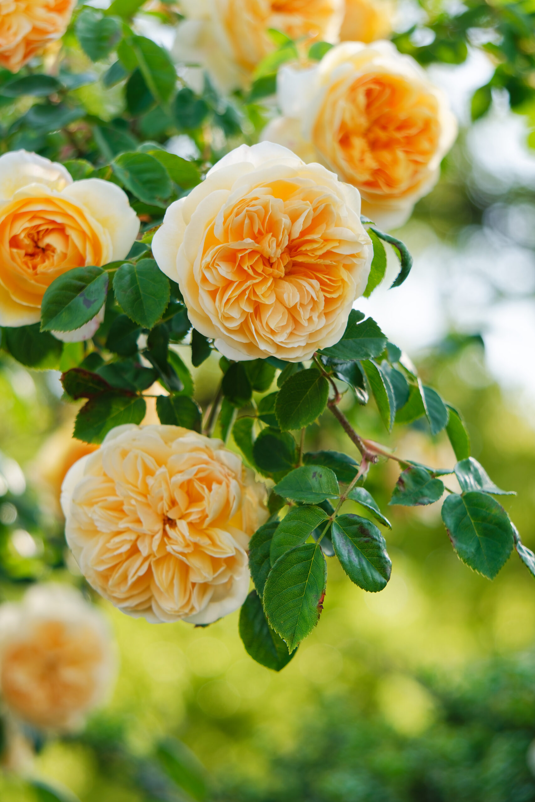 「AF-C」で撮影したバラの写真