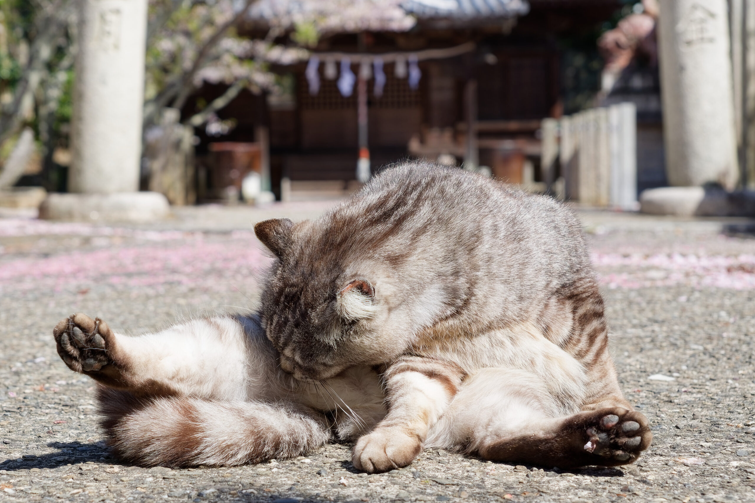 AF-Aで撮影した猫の写真