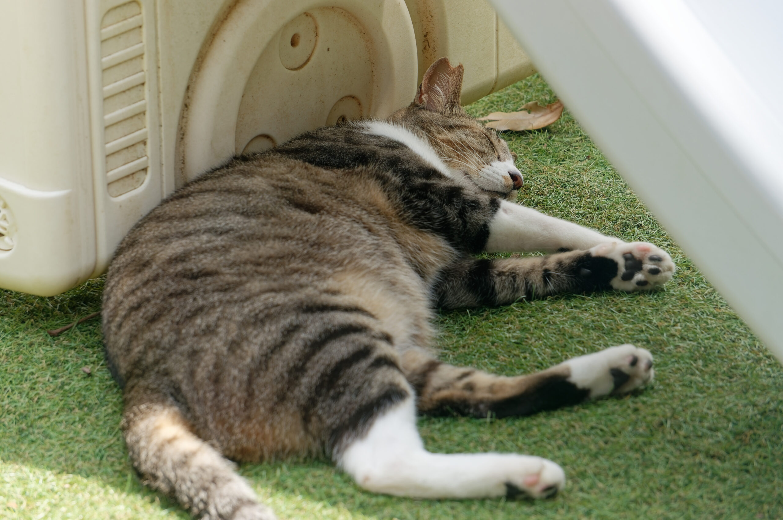 【作例】猫の写真