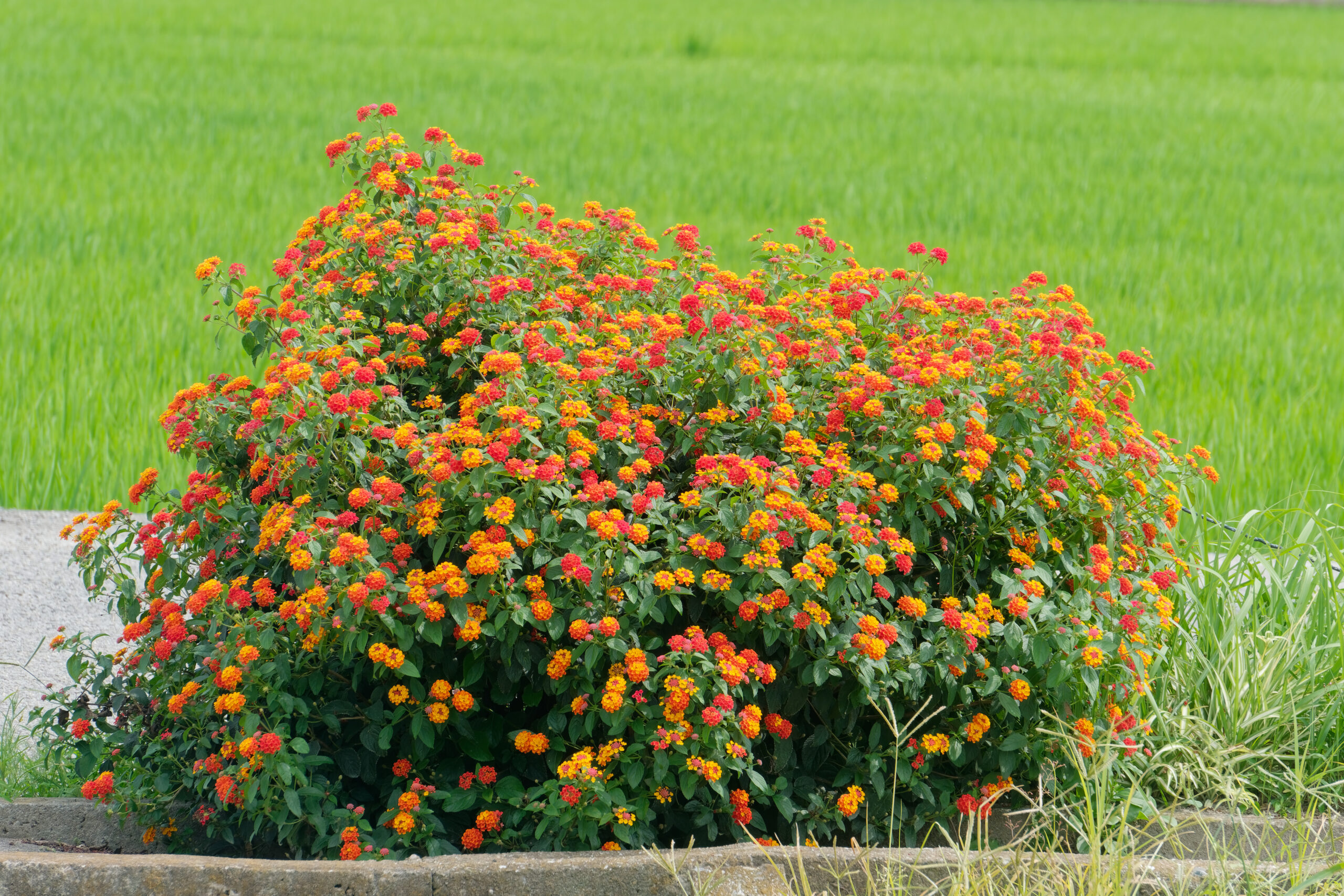 望遠レンズで撮影（花）