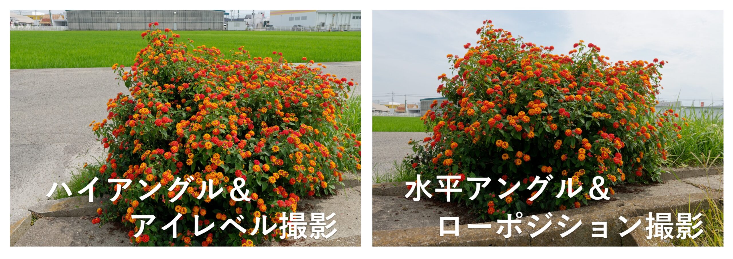 広角レンズで撮影（花）