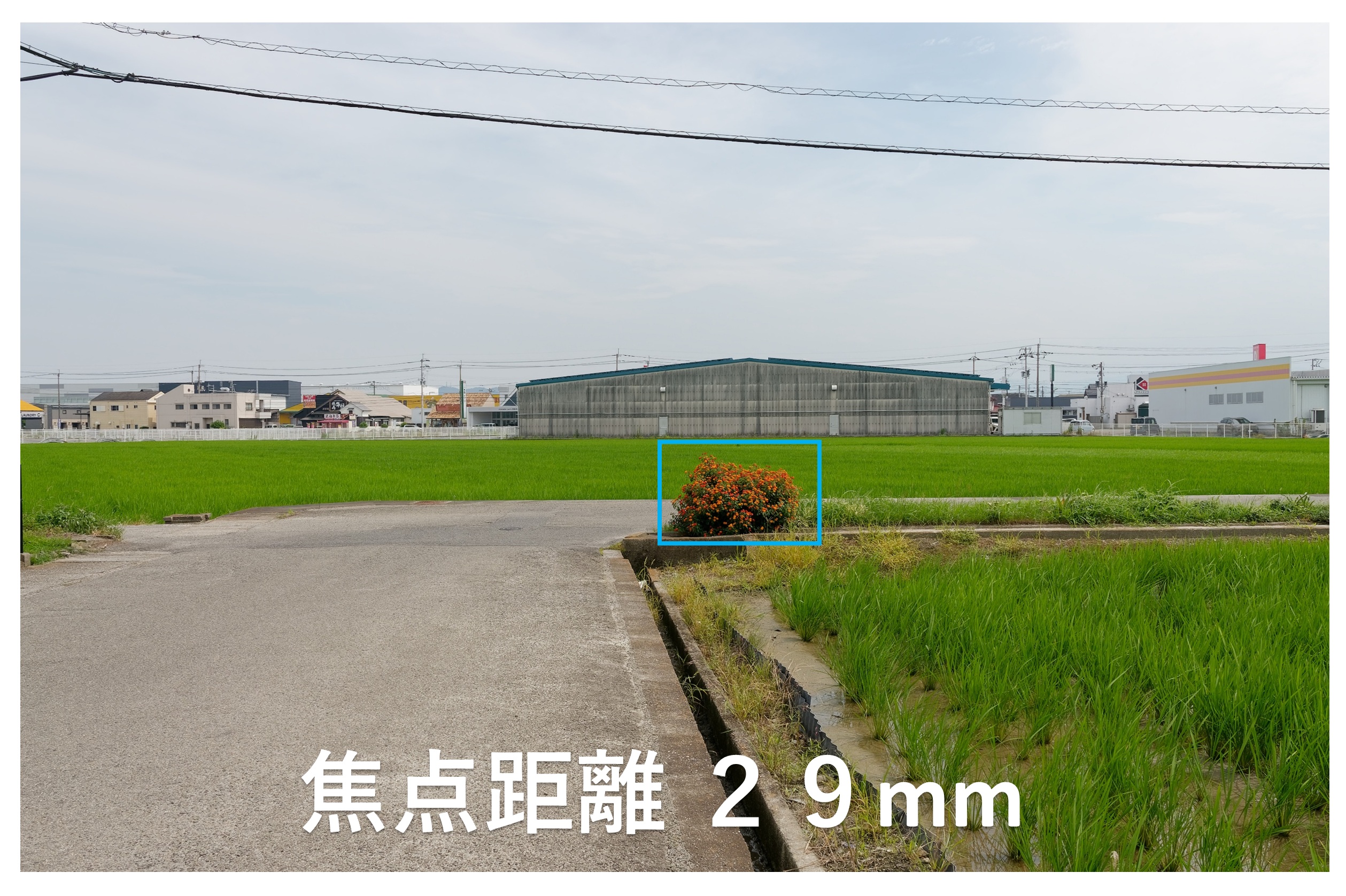 花とその周囲の写真（広角レンズ）